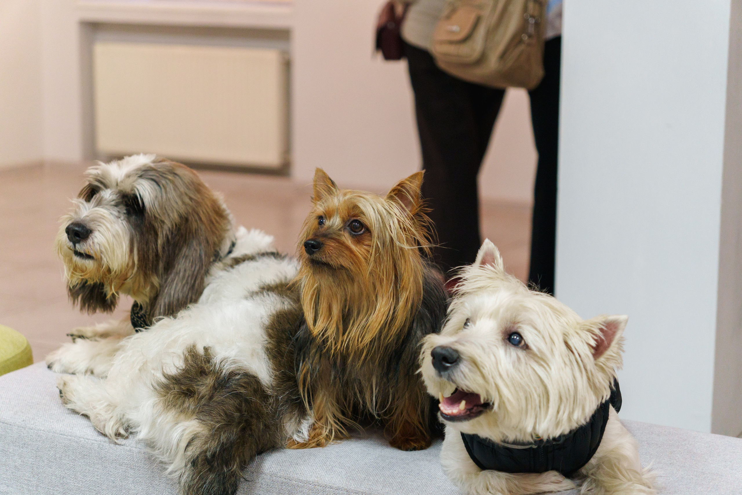 Открытие 11 фестиваля анималистики «Зооарт». Фотограф в Санкт-Петербурге Ибрагимова Алина