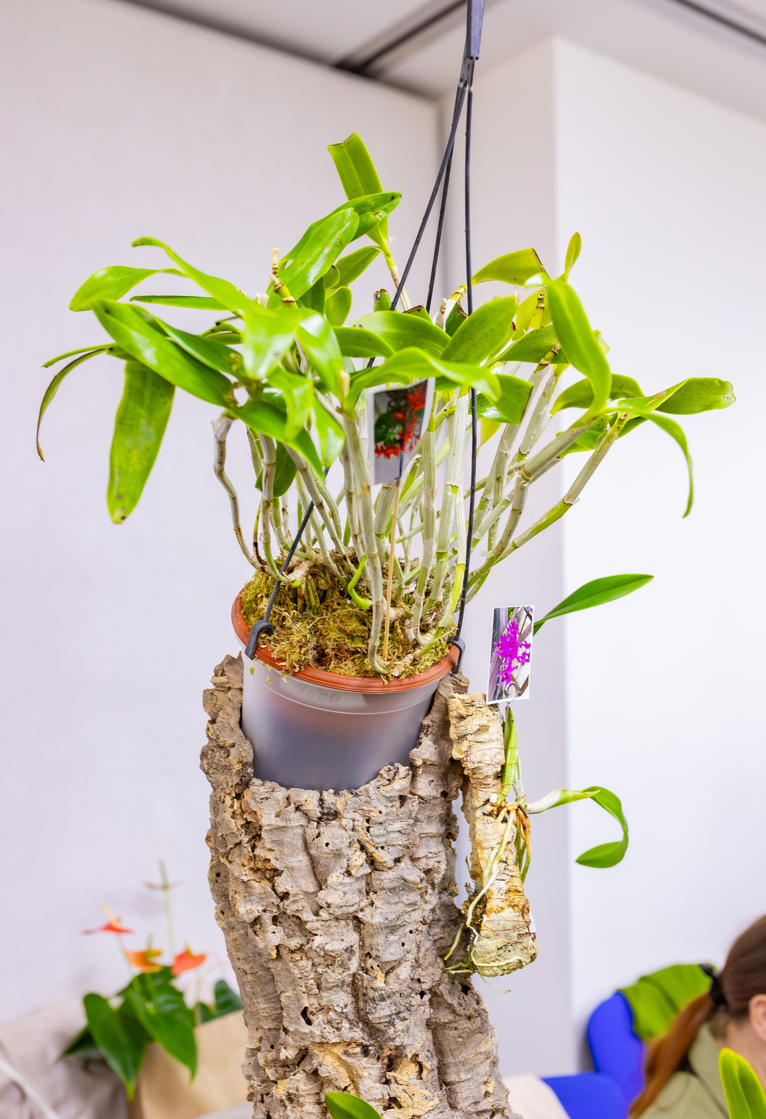 Орхидиум сентябрь 2025. Александра Куликова фотограф, Москва