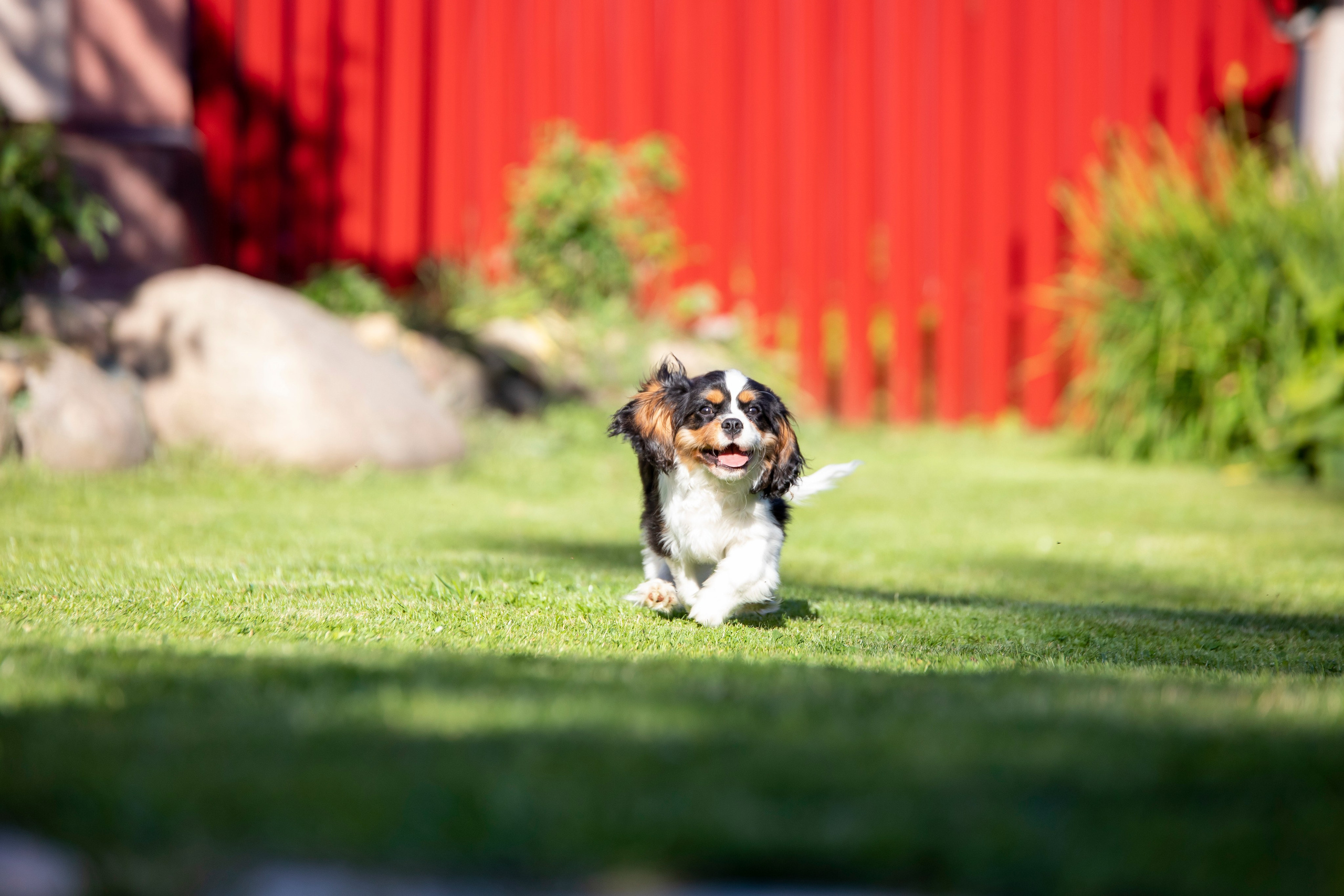 КАВАЛЕР КИНГ ЧАРЛЬЗ СПАНИЕЛЬ. Юлия Микульская. Рыбинск