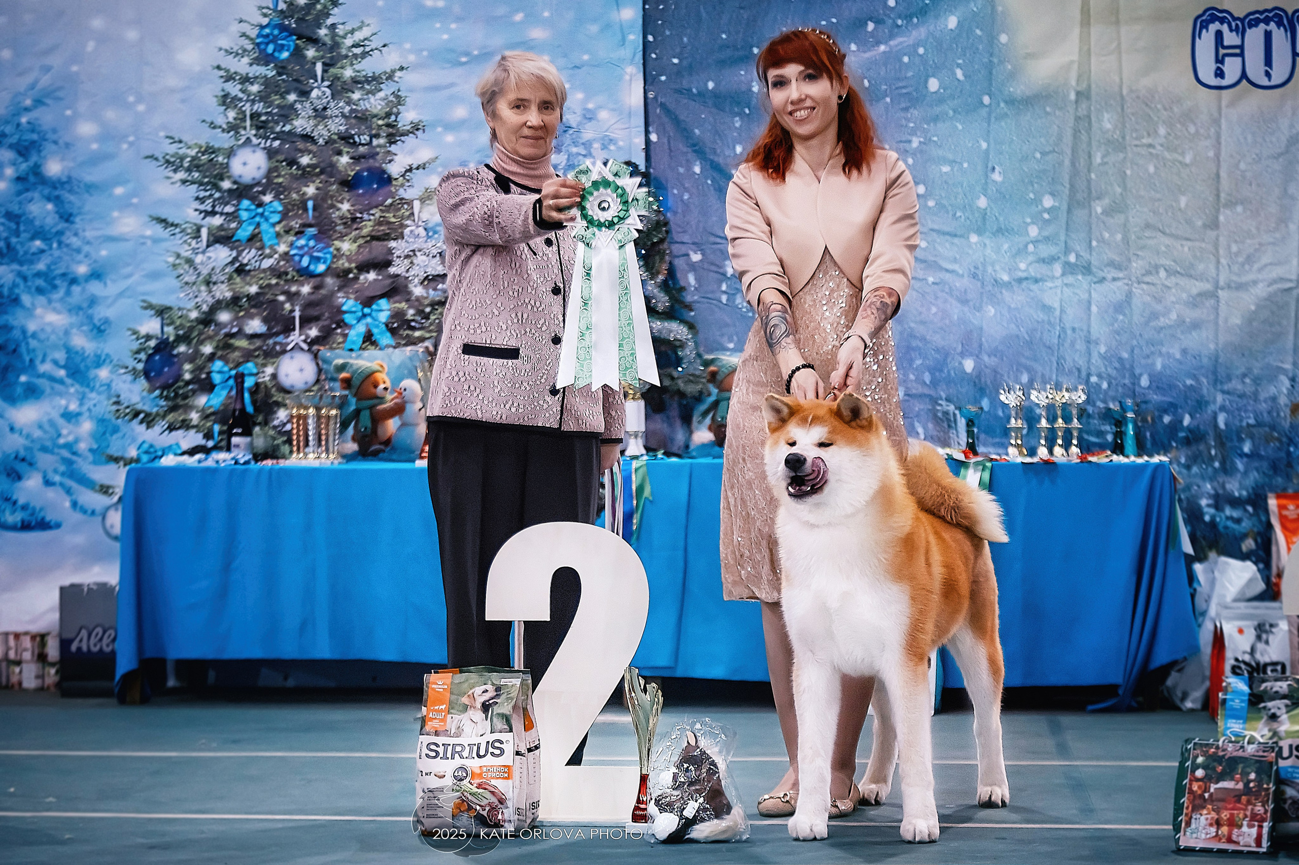 АКИТА. Kawaii Kuma питомник собак пород Корги пемброк, Акита ину, Сиба