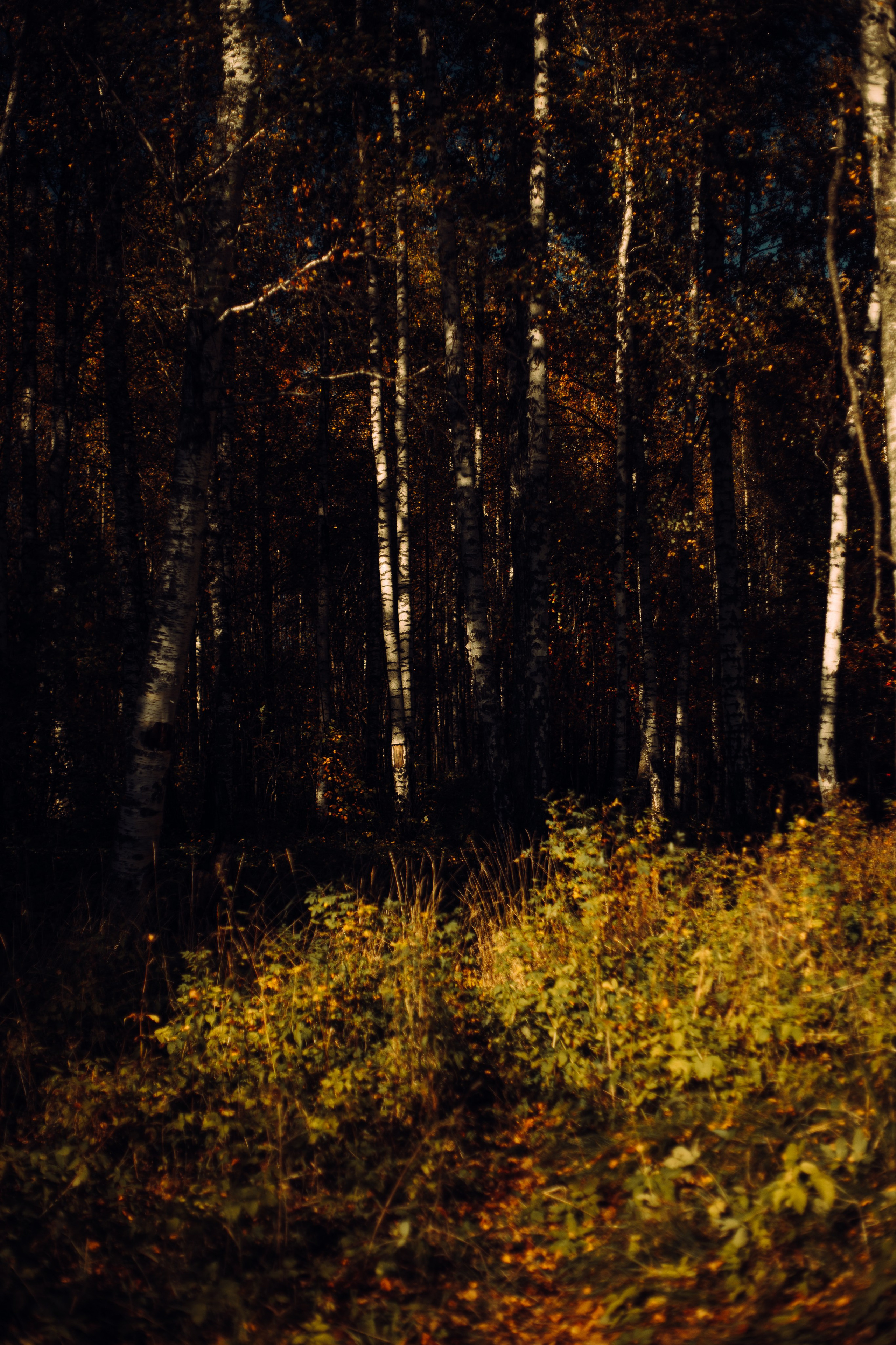 Амели на пикнике. Арт-фотограф Крис Л. в Тобольске: портрет, семейные, свадьбы