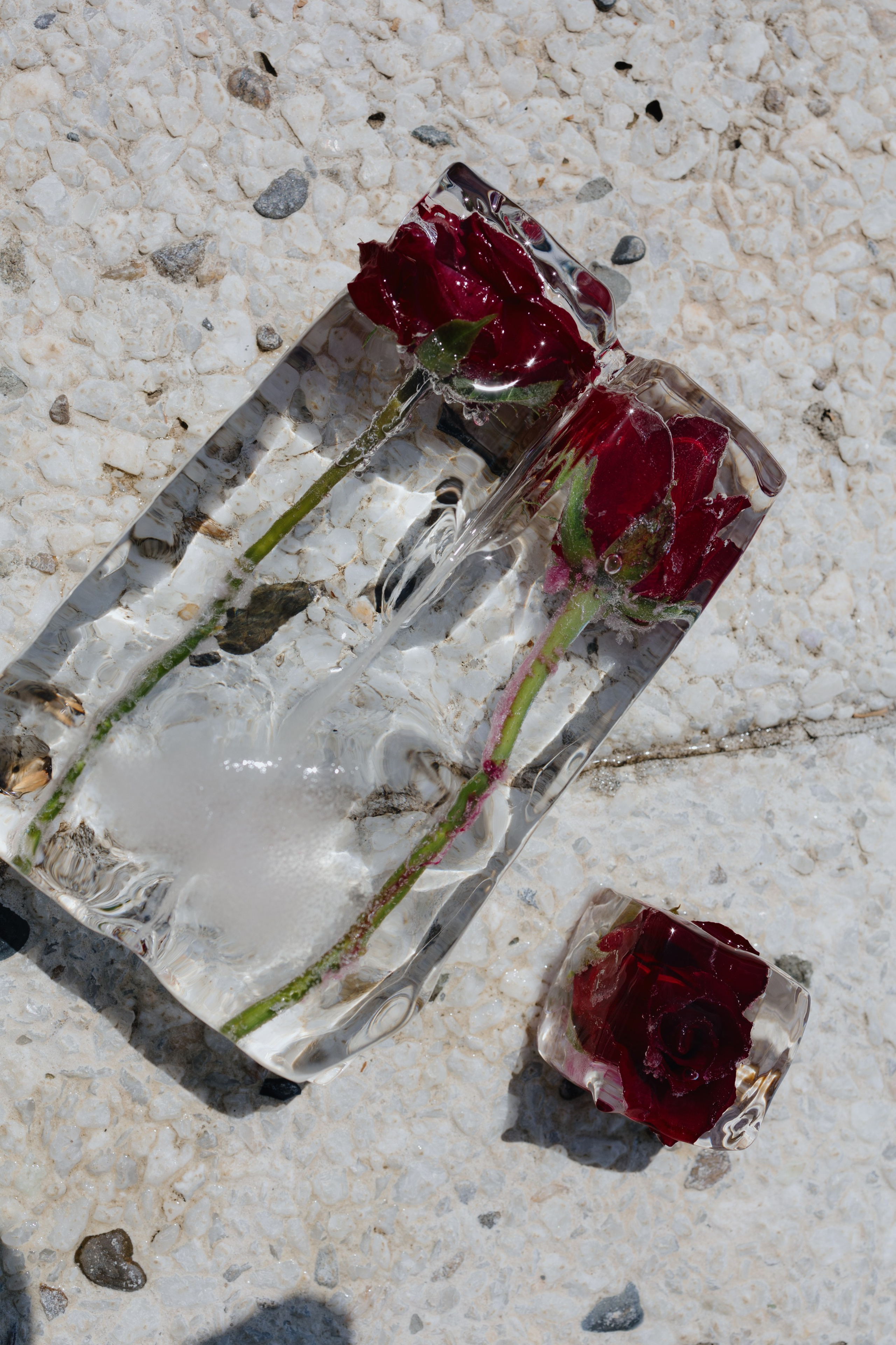 Ice baby. Fusion Wedding Photographer