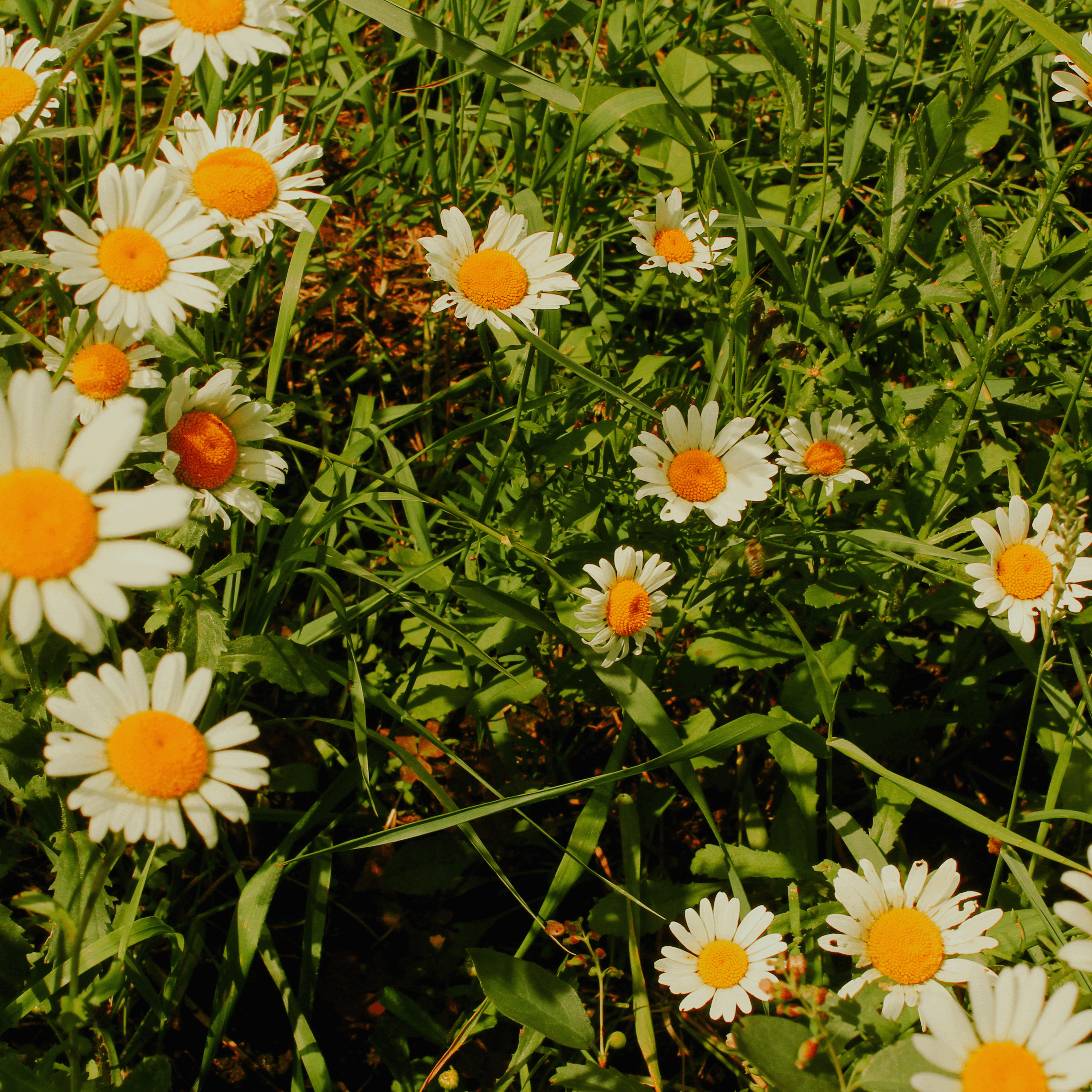 Summertime. Фотограф/дизайнер в Екатеринбурге Хитрый Дмитрий