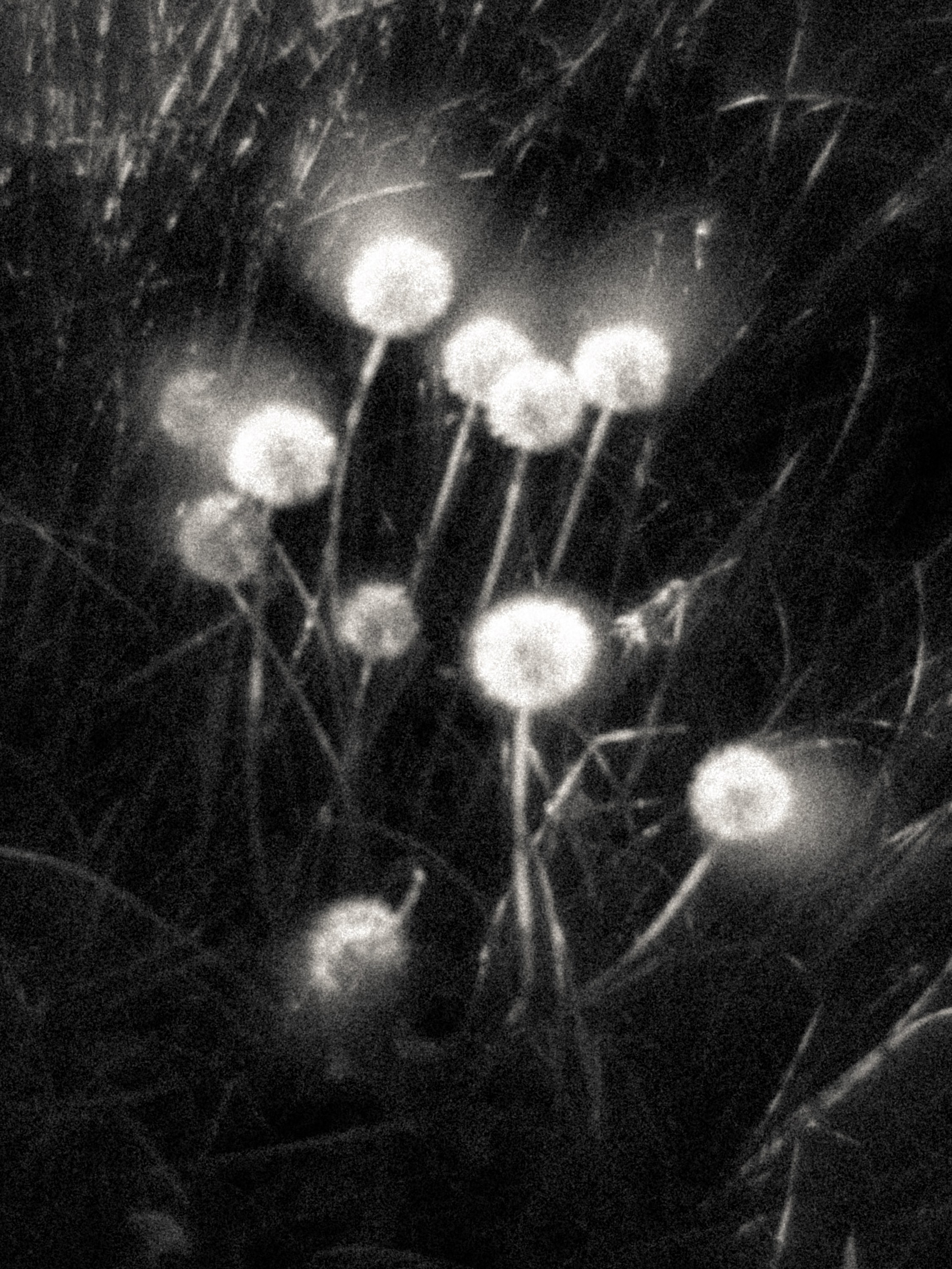 Ирочка Мякинино. Андрей Иванов. фотографические практики