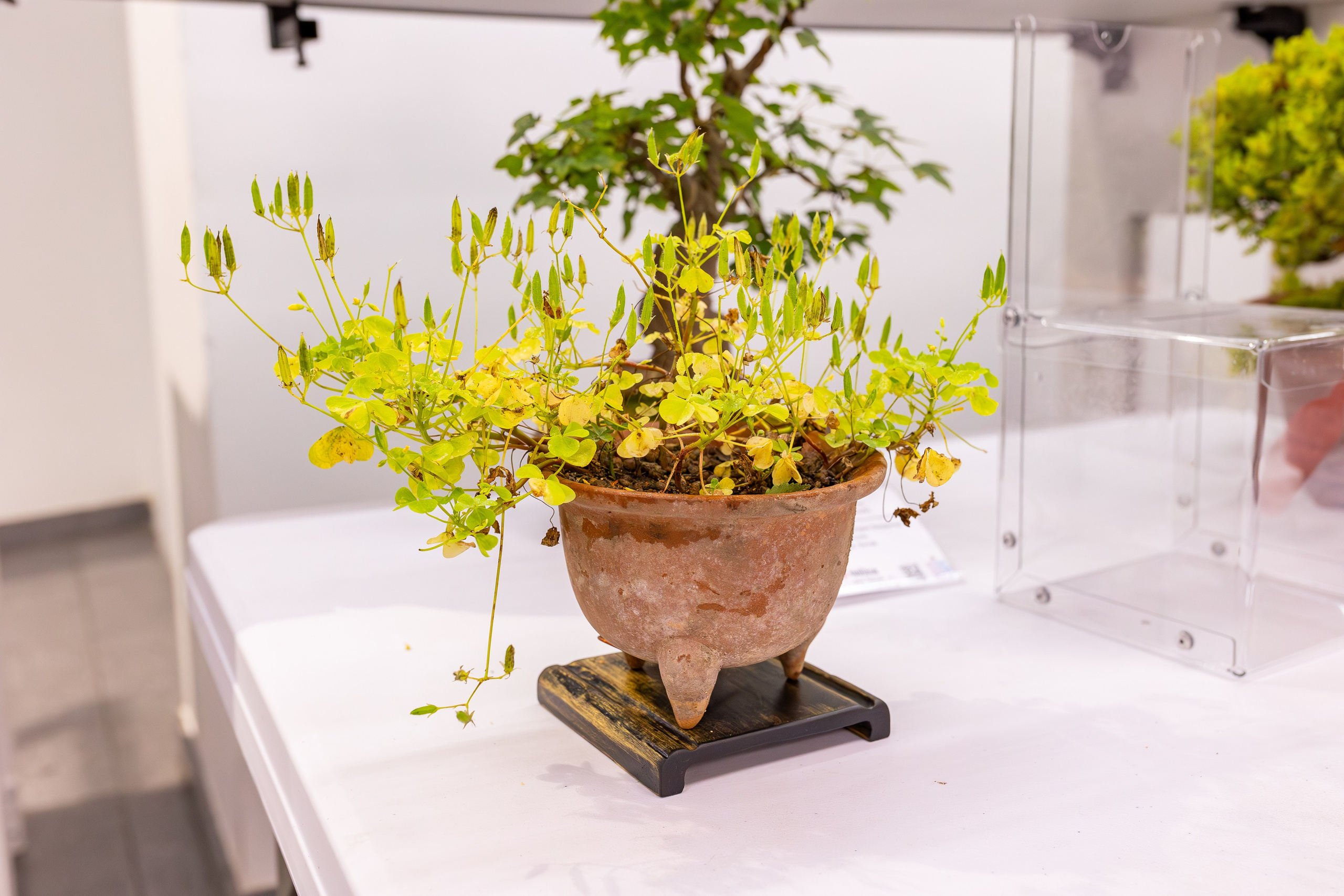 Орхидиум сентябрь 2025. Александра Куликова фотограф, Москва