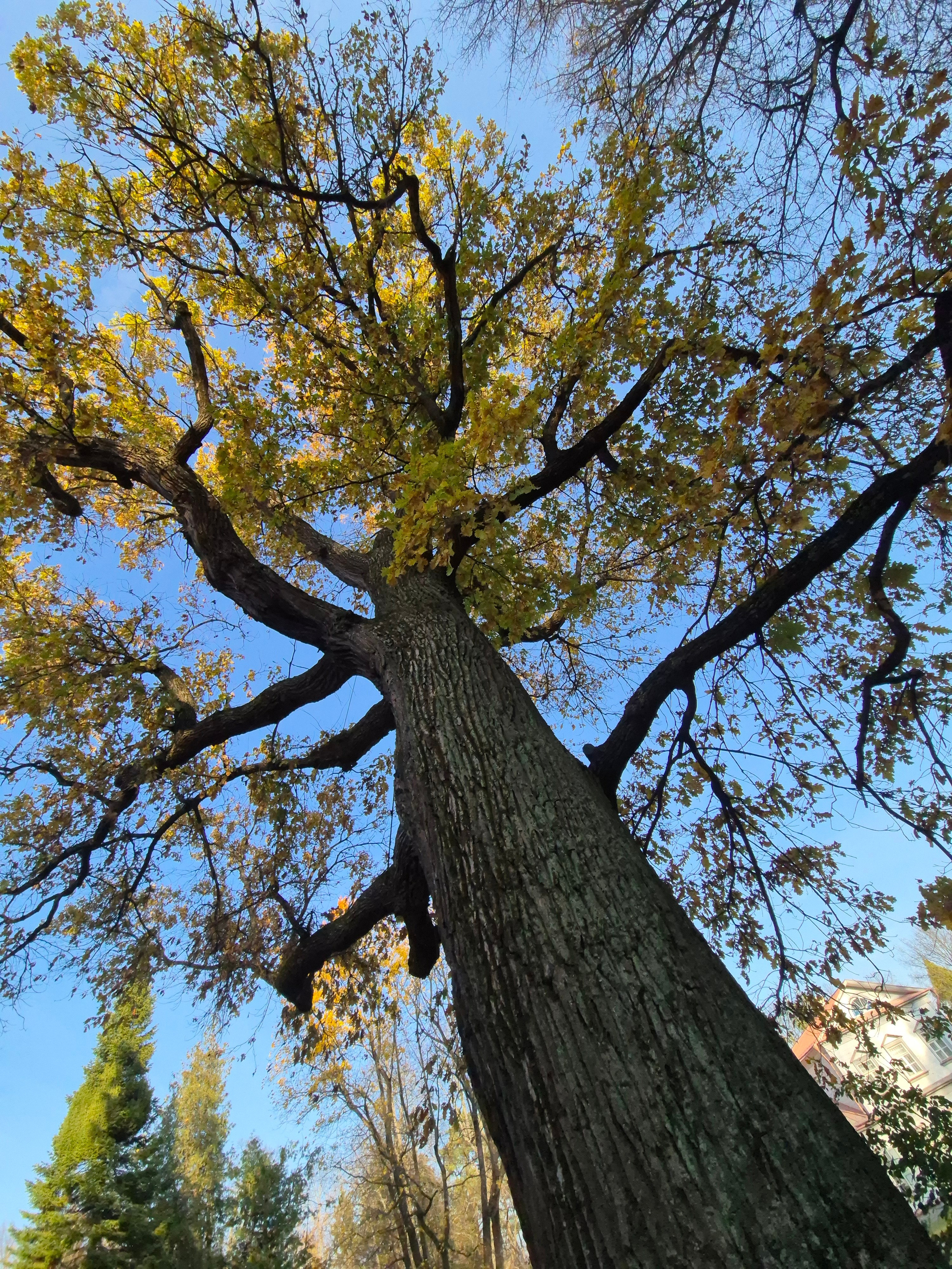 Старинный дуб, которому по оценкам ученых не менее 400 лет