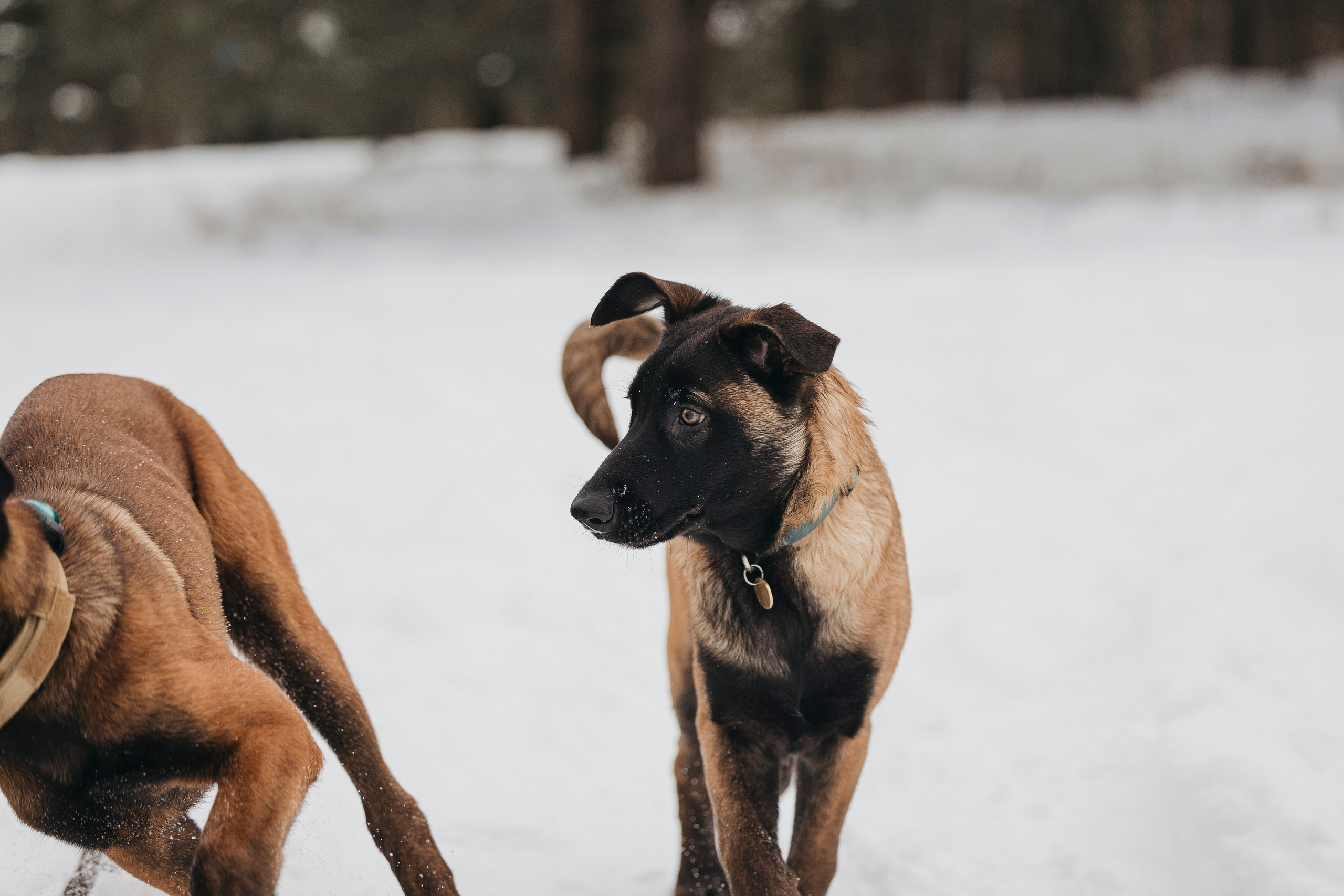 Даша, Омен, Айс и Рицу. Фотограф-анималист Анна Маринич