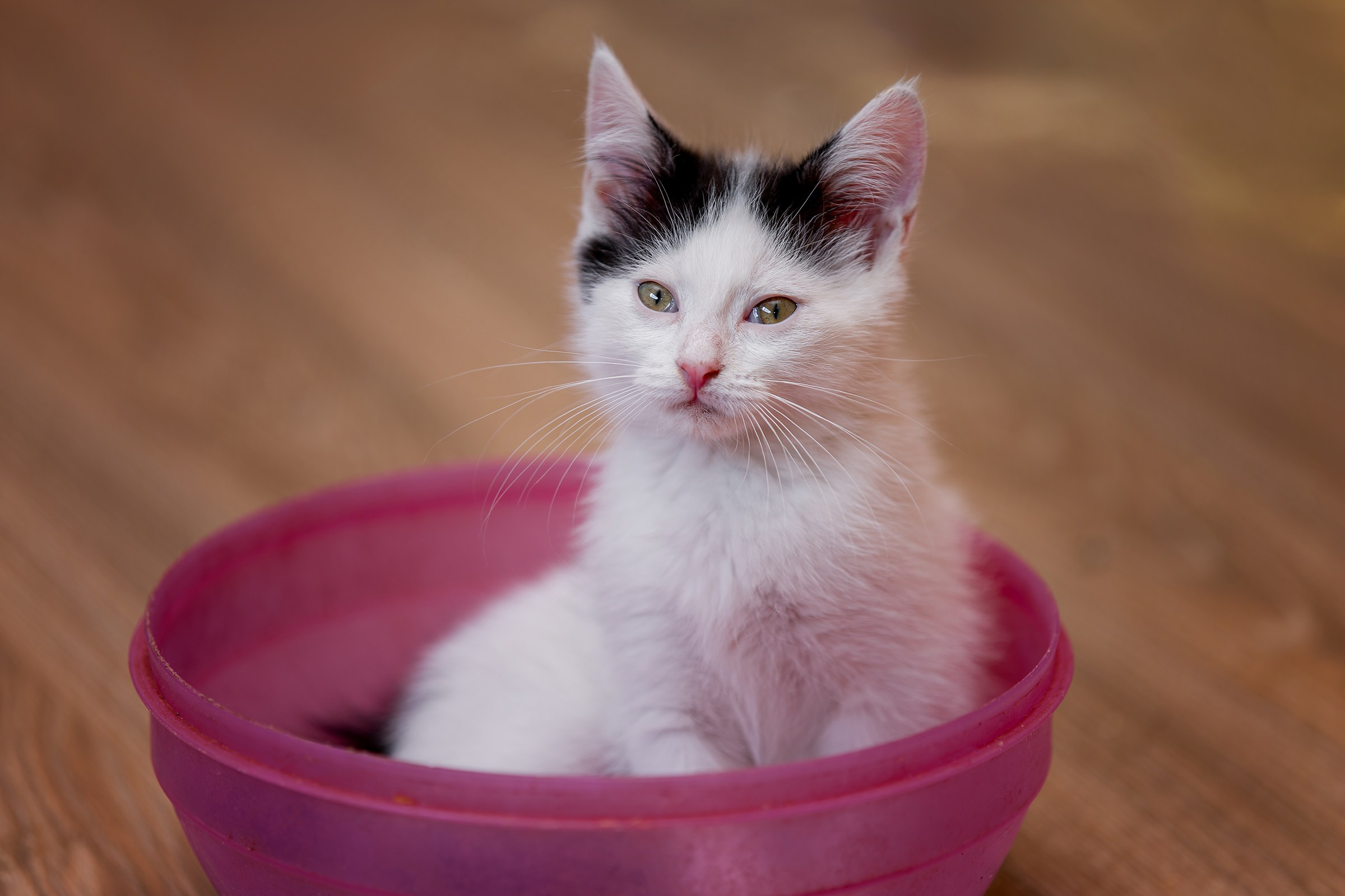 Котята. Irenephoto.ru