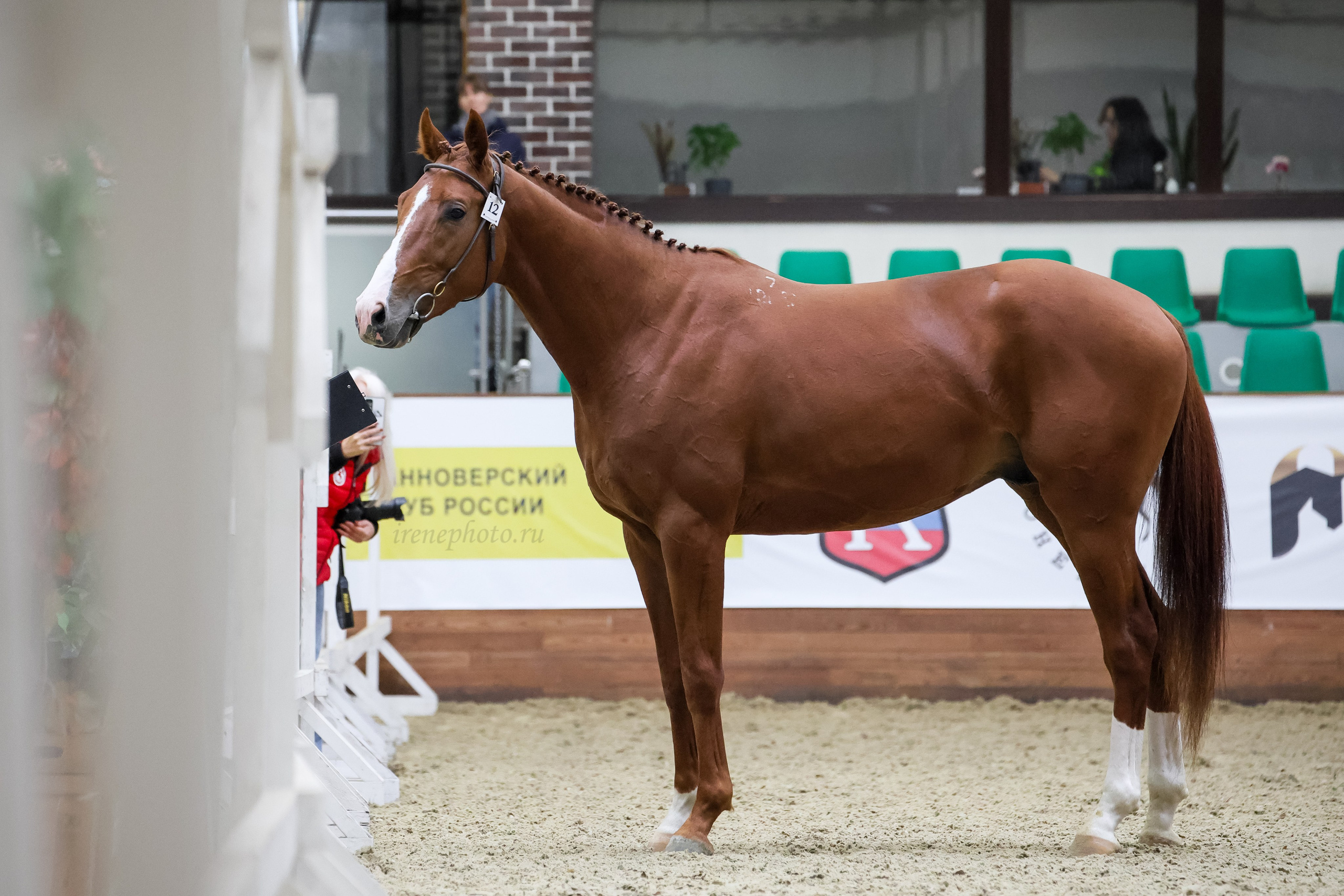 Конная Россия 2024 Оценка двигательных качеств. Irenephoto.ru
