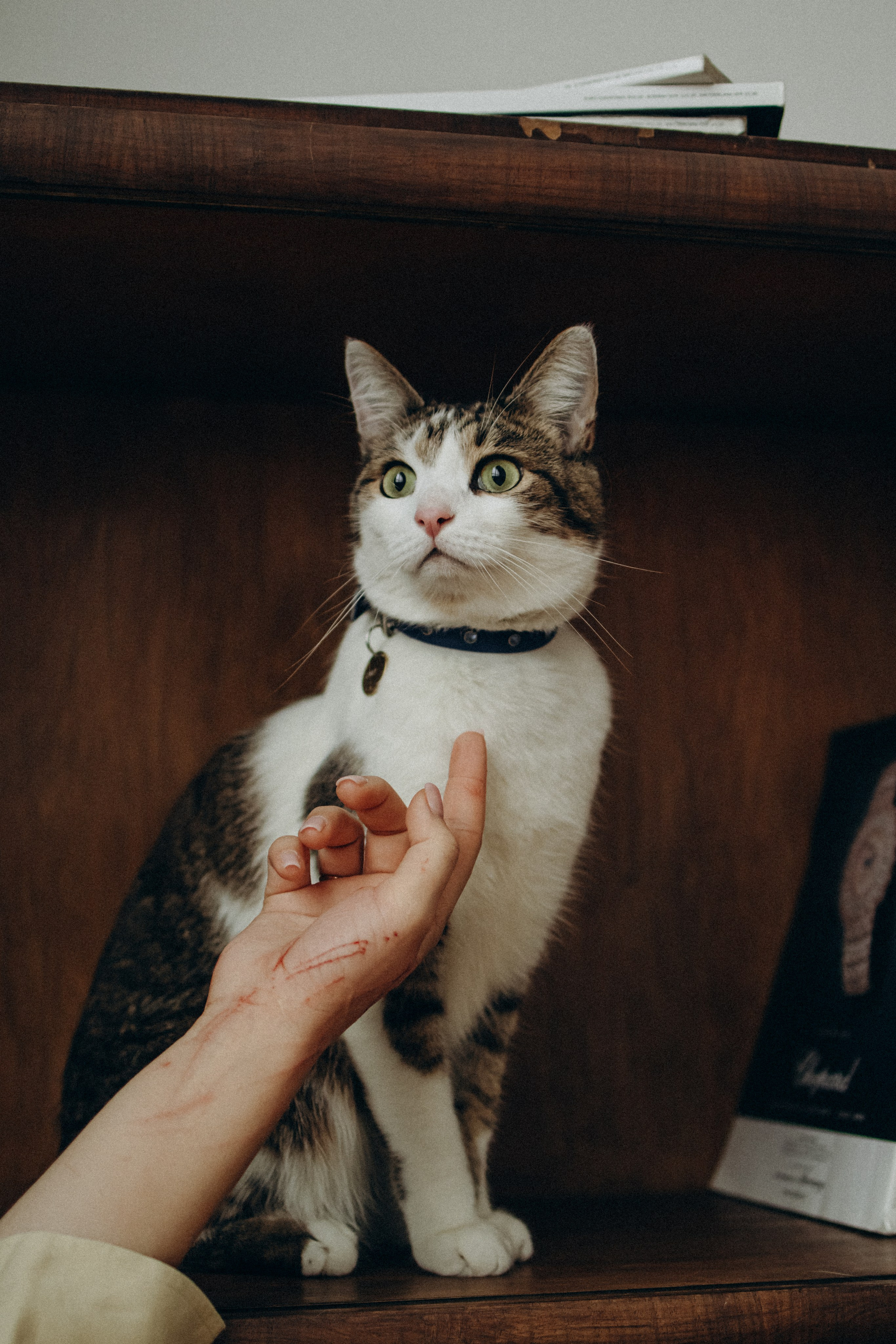 Ксюша и Яша. Фотораф — анималист Мария Шистка