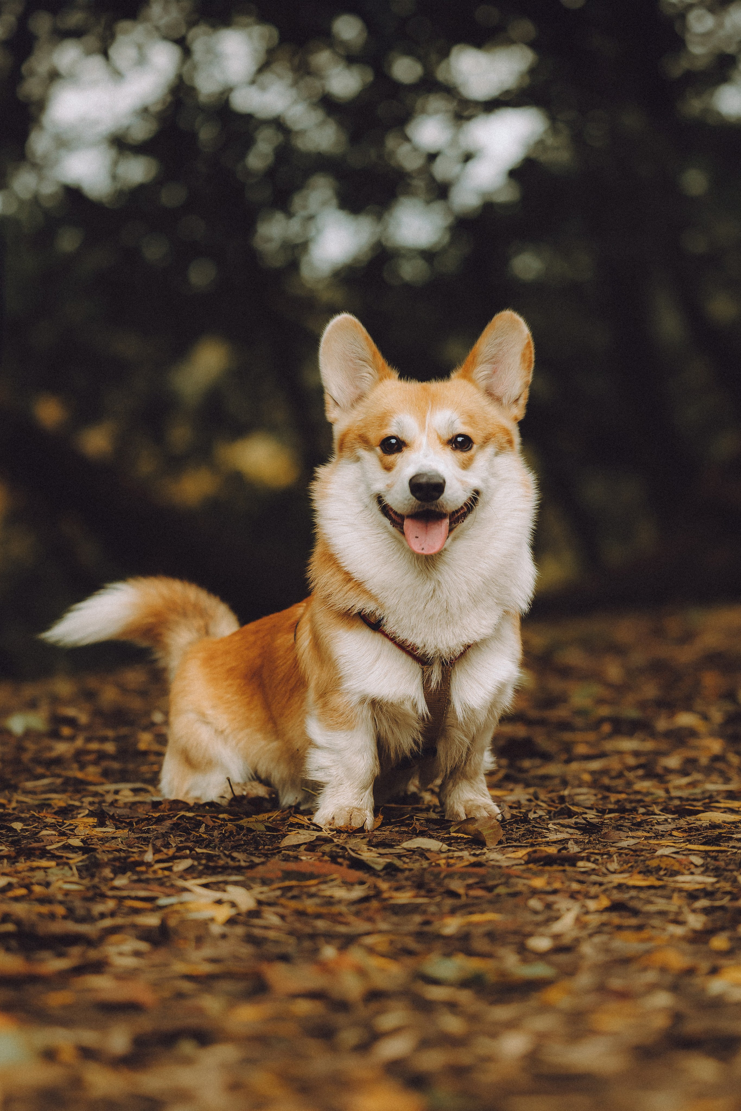 Вирджик и его семья