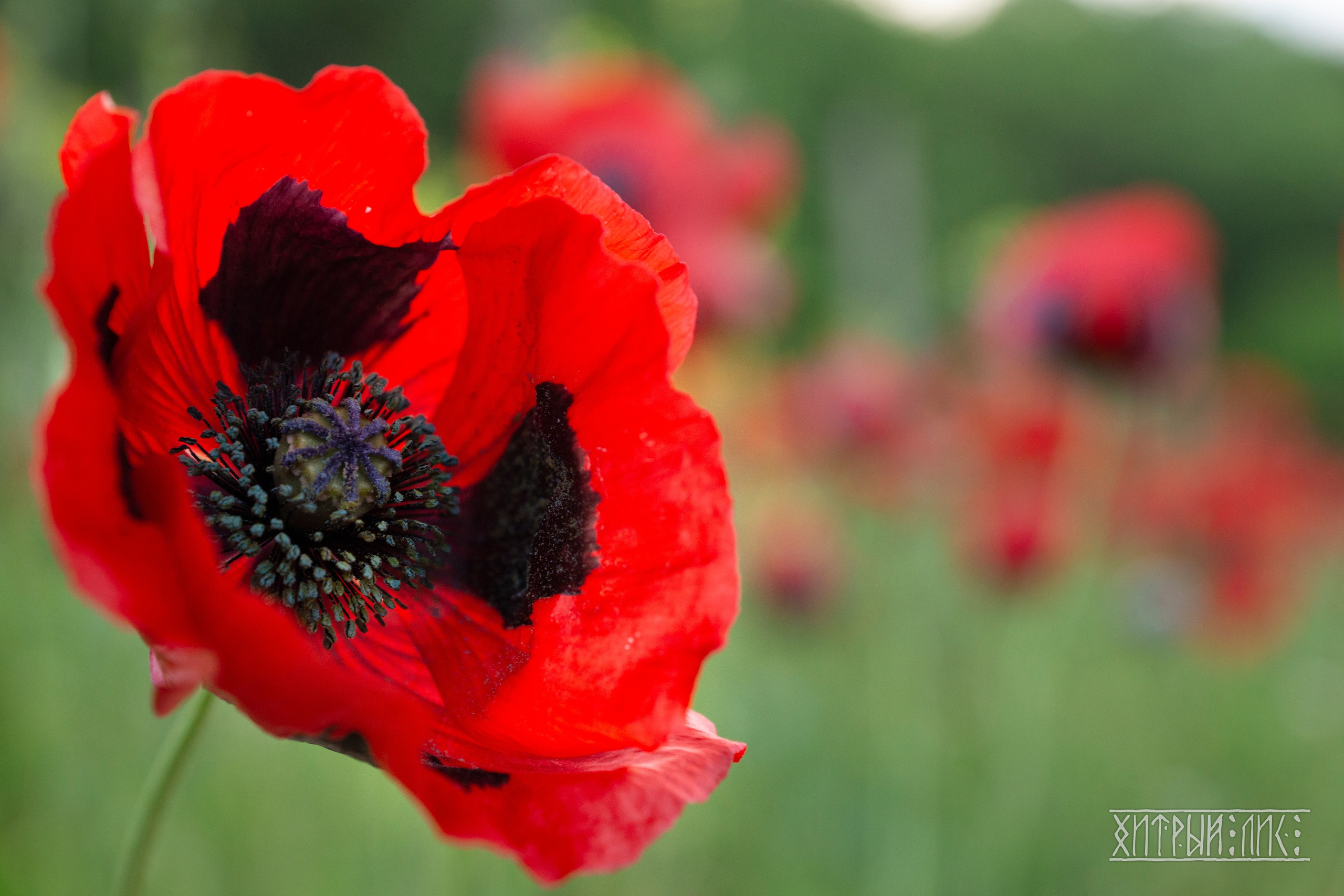 Дагестан. Фотограф-путешественник Самойлов Максим «Sly Fox»