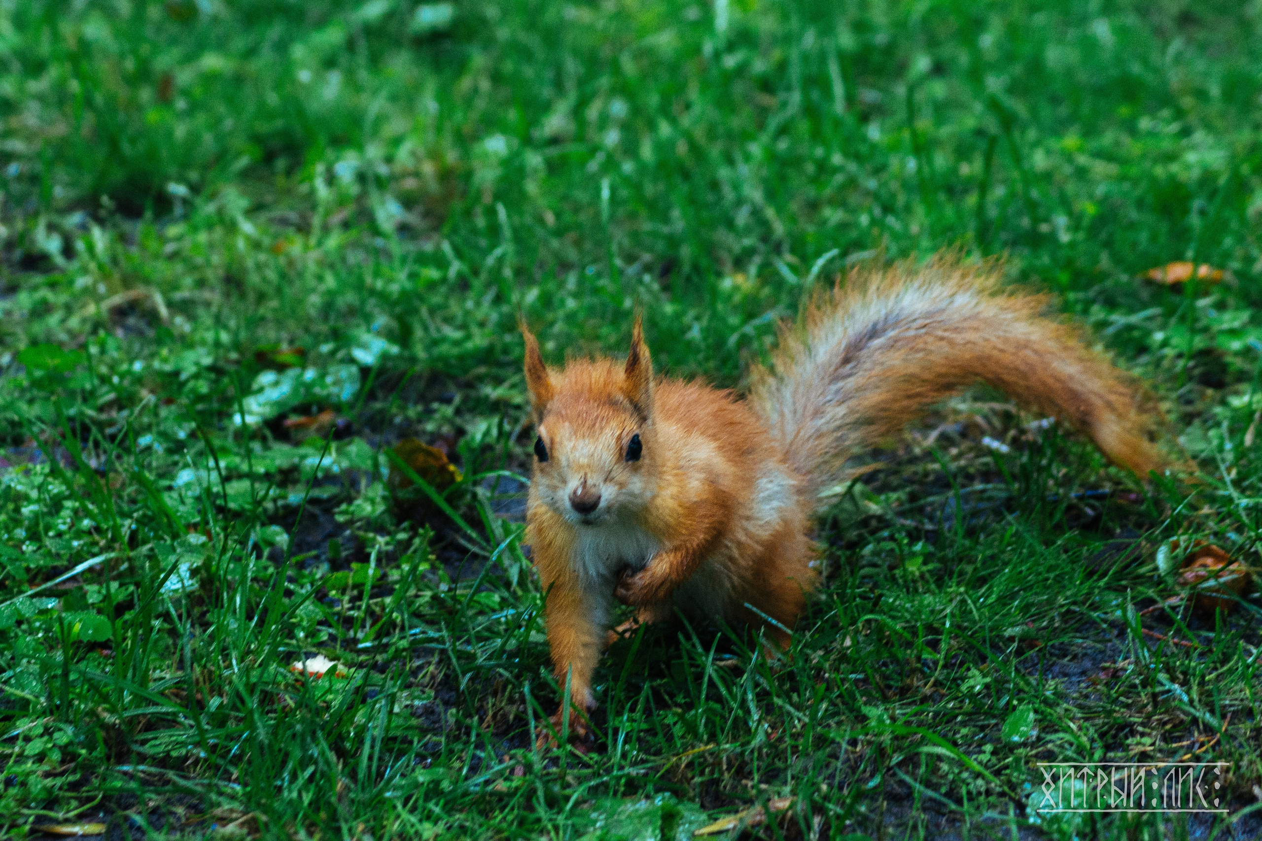 Беларусь. Фотограф-путешественник Самойлов Максим «Sly Fox»