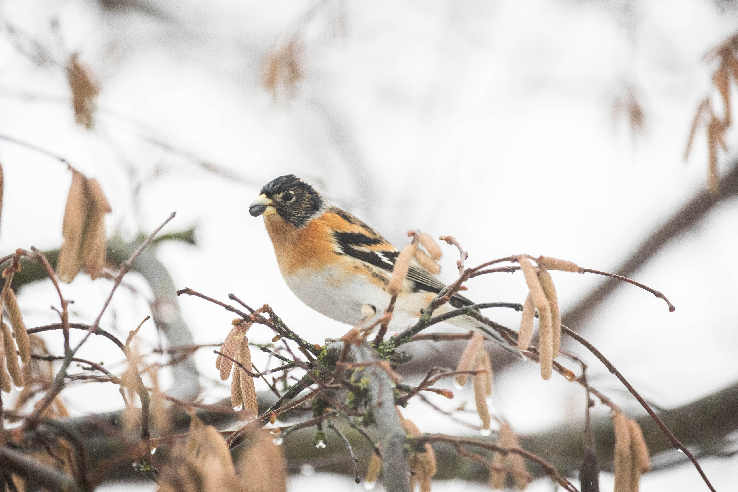 Дикий животный мир. Фотограф-АниМалист Анна Абрамова