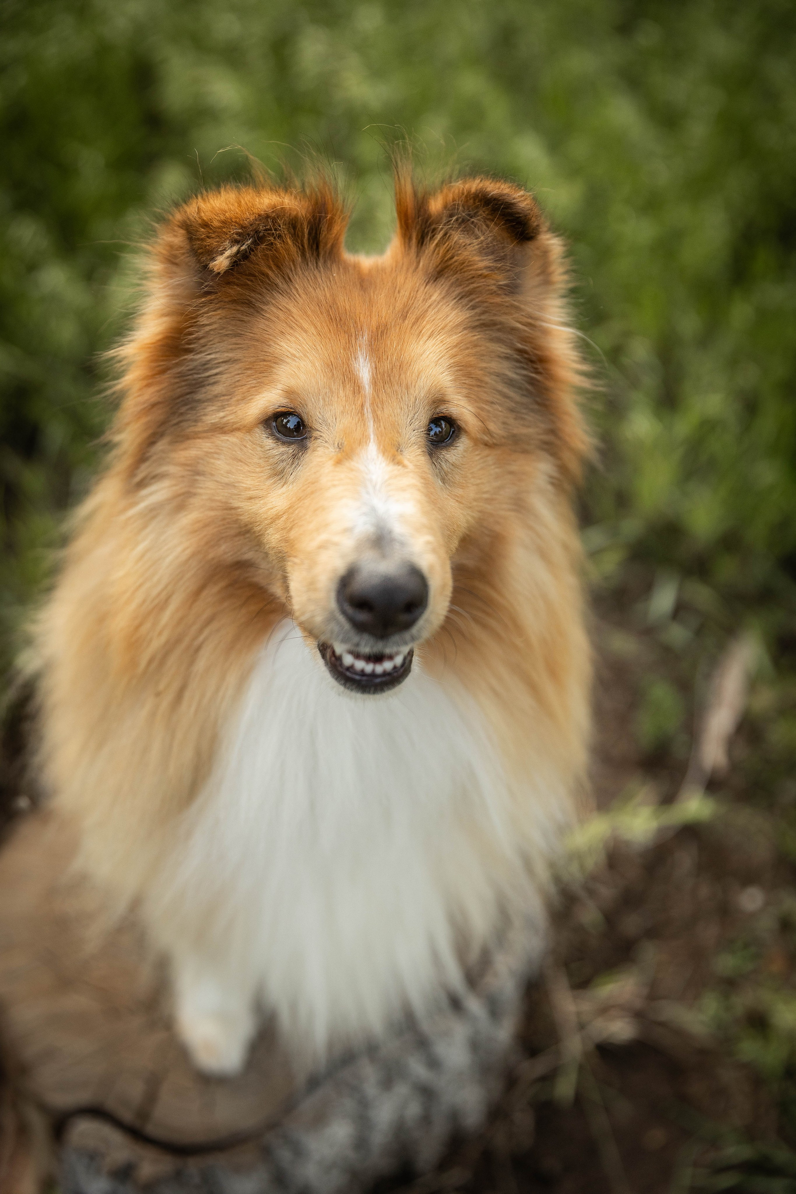 Сара и Лена. Фотограф-АниМалист Анна Абрамова