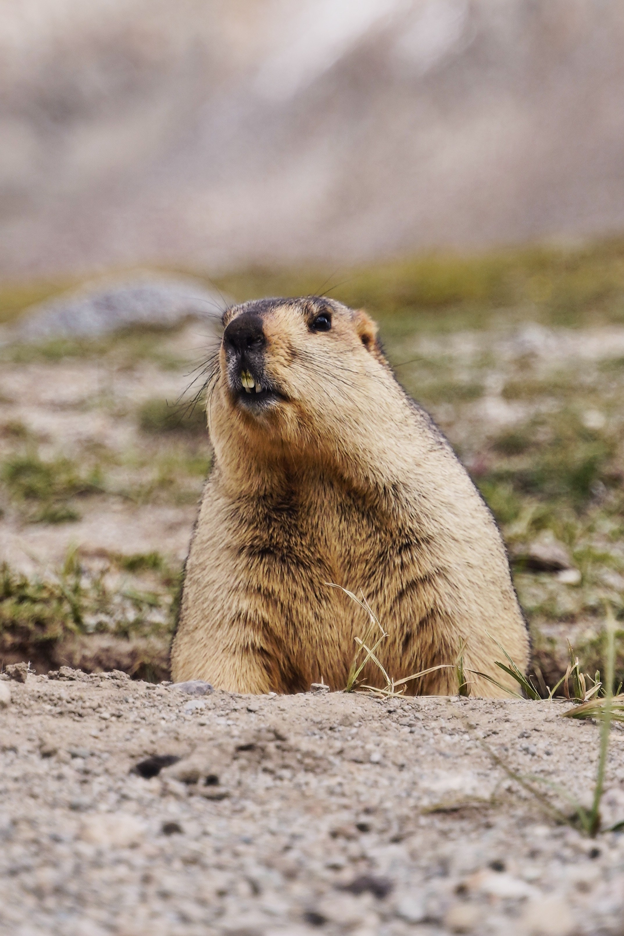 Непал. Фото