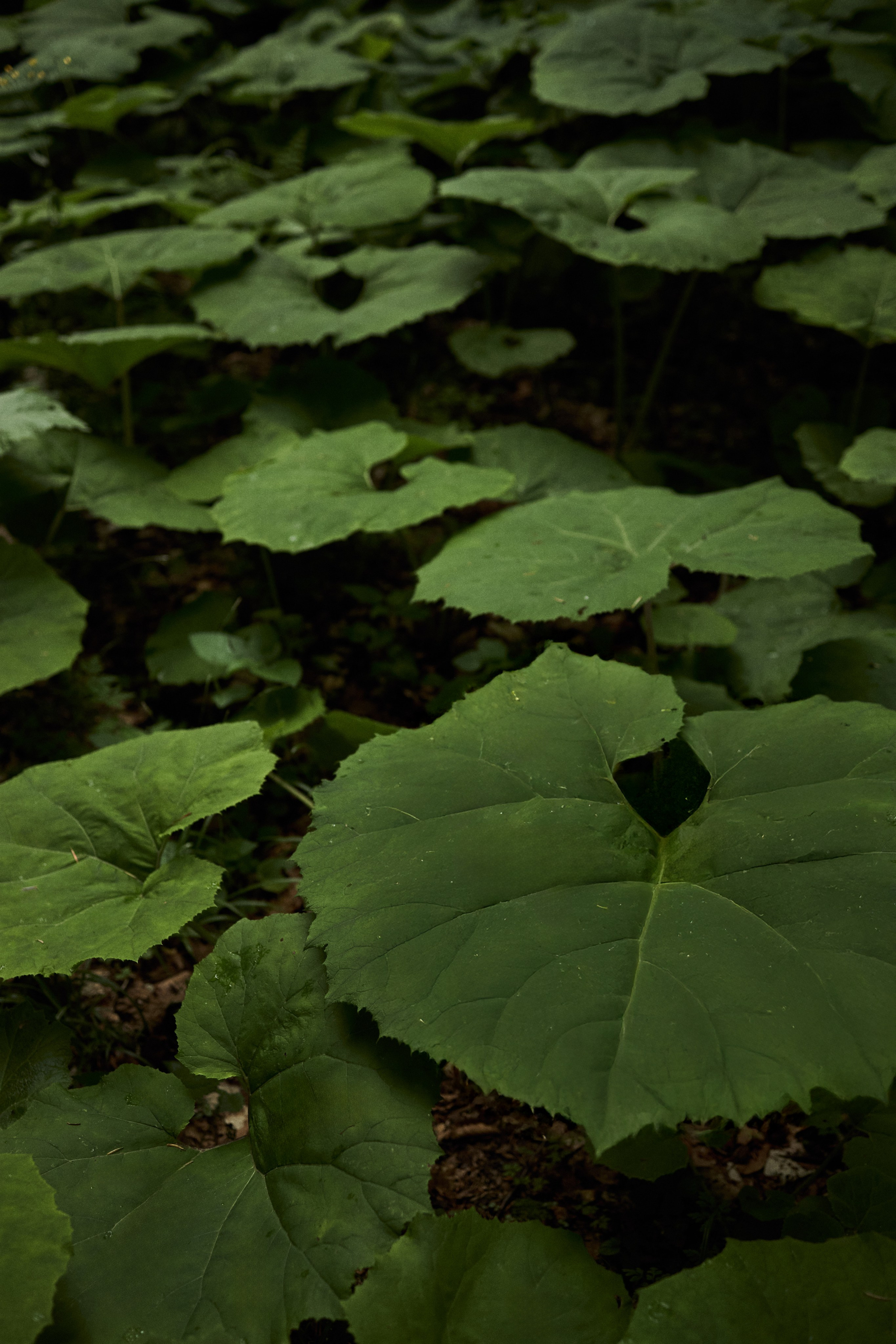 Денис и Наташа