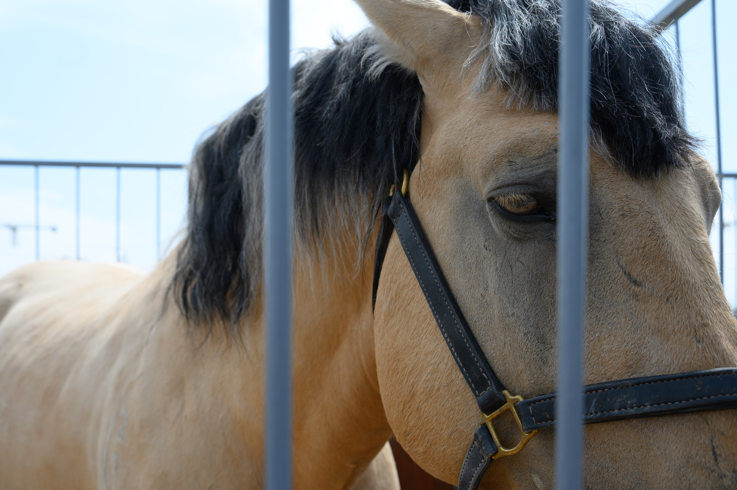 Агровыставка. Фотоуслуги, услуги фотографа, фотографирование важных событий