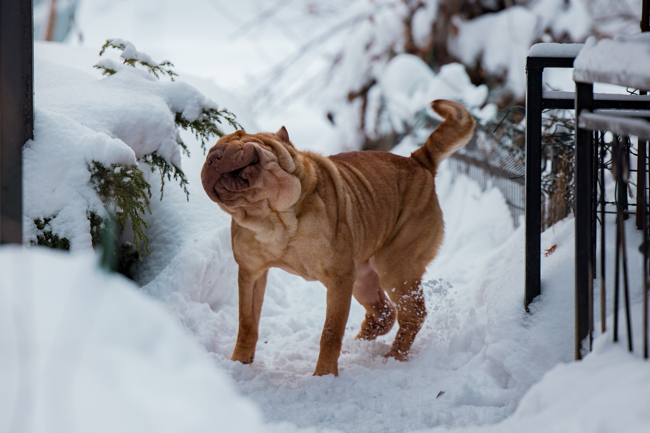 В гостях у шарпеев 16.01.2024. Фотограф-анималист Юлия Германика