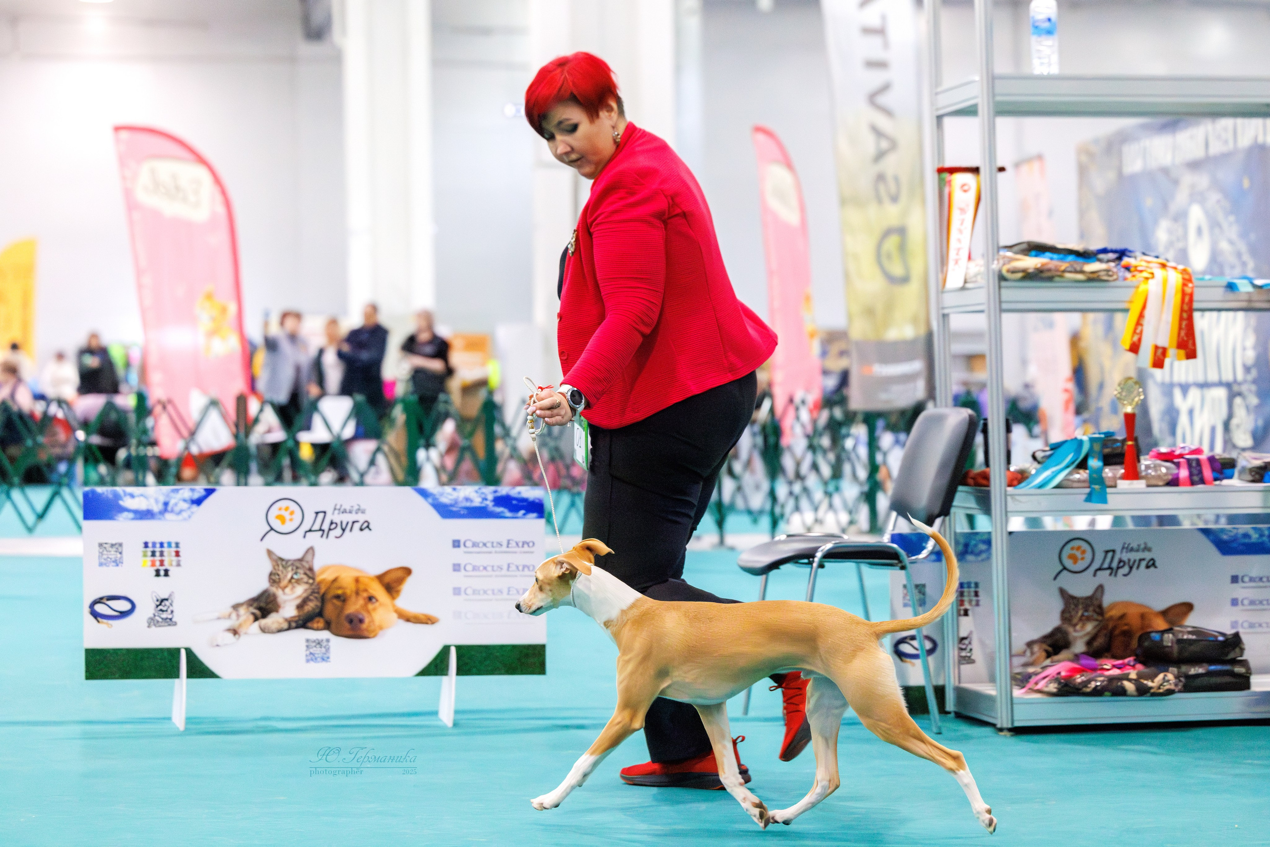 Питер ротвейлеры 18.01,Крокус 19.01.2025. Фотограф-анималист Юлия Германика