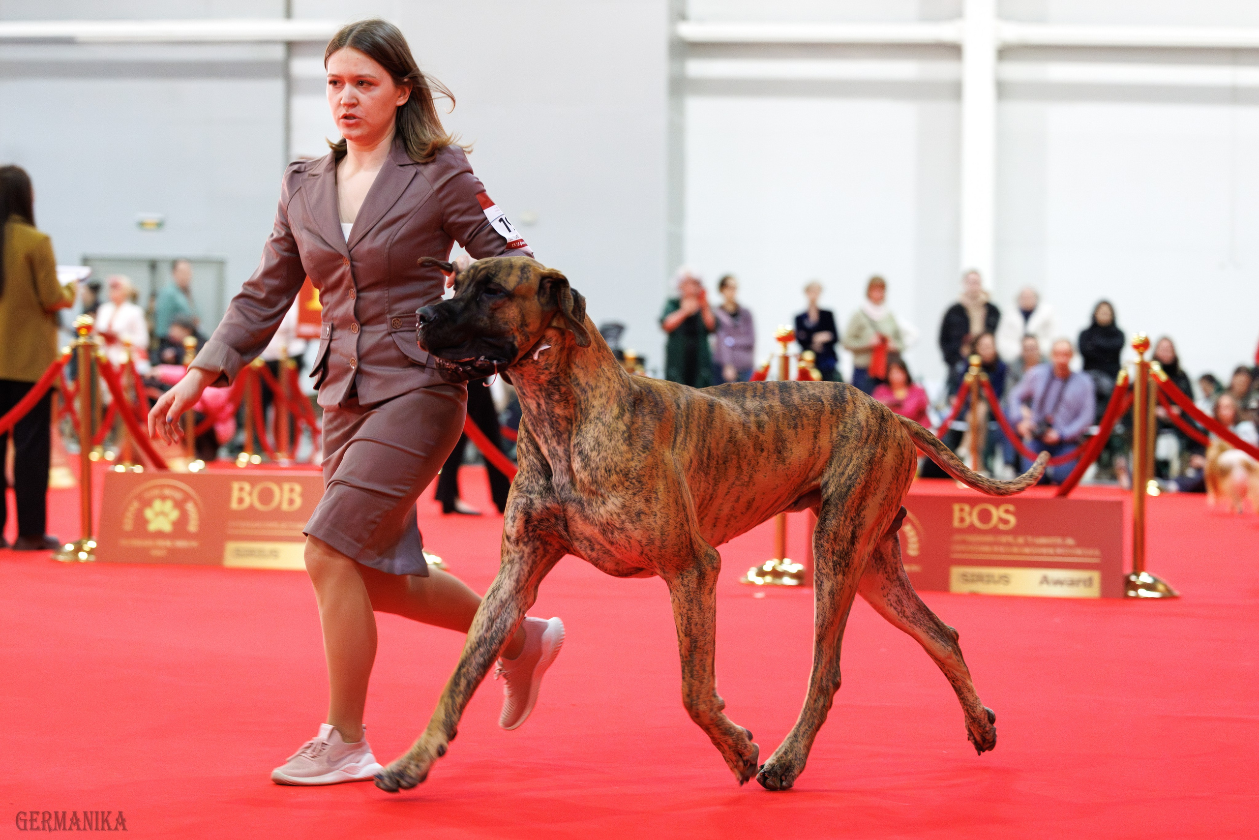 Лучшие Собаки России 17-18.02.2024. Фотограф-анималист Юлия Германика