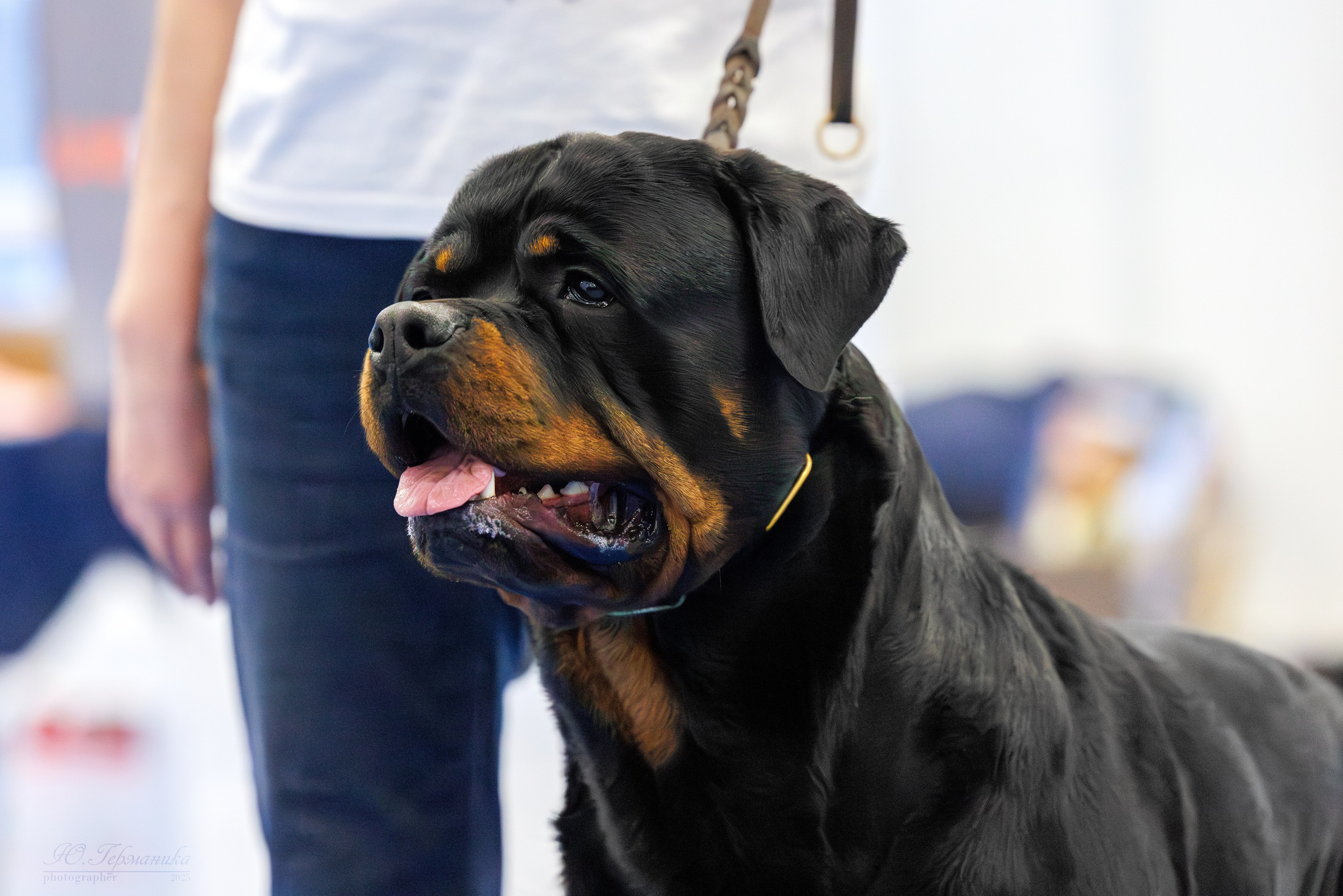 Питер ротвейлеры 18.01,Крокус 19.01.2025. Фотограф-анималист Юлия Германика