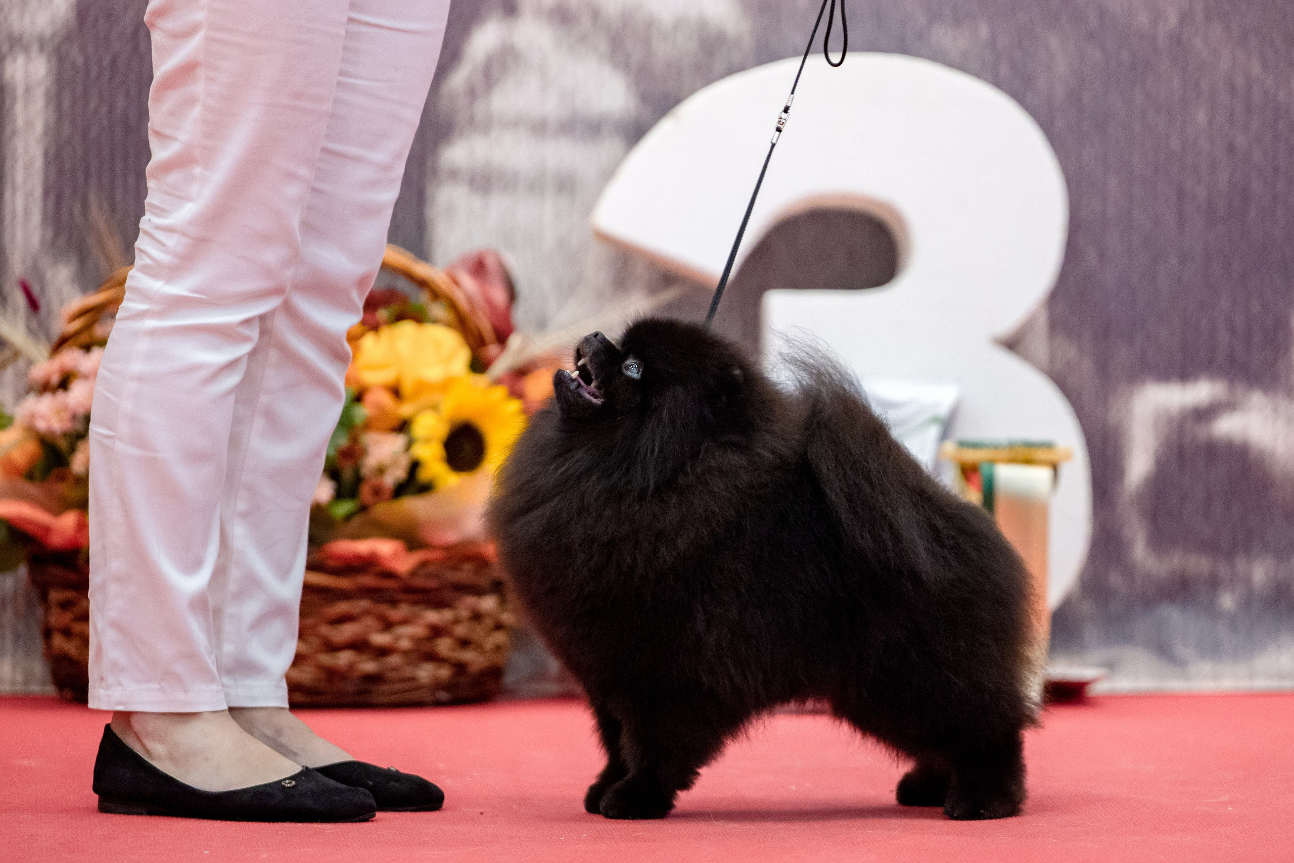 Нижний Новгород 21-22.10.2023. Фотограф-анималист Юлия Германика