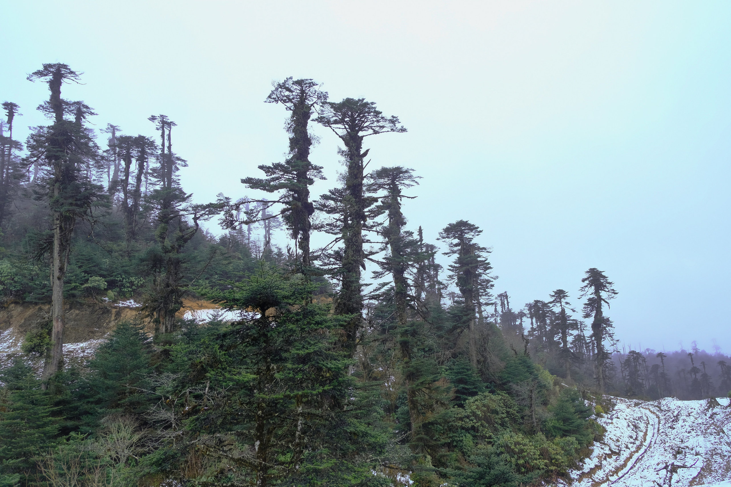 Индия Яки. Фотографии из путешествий