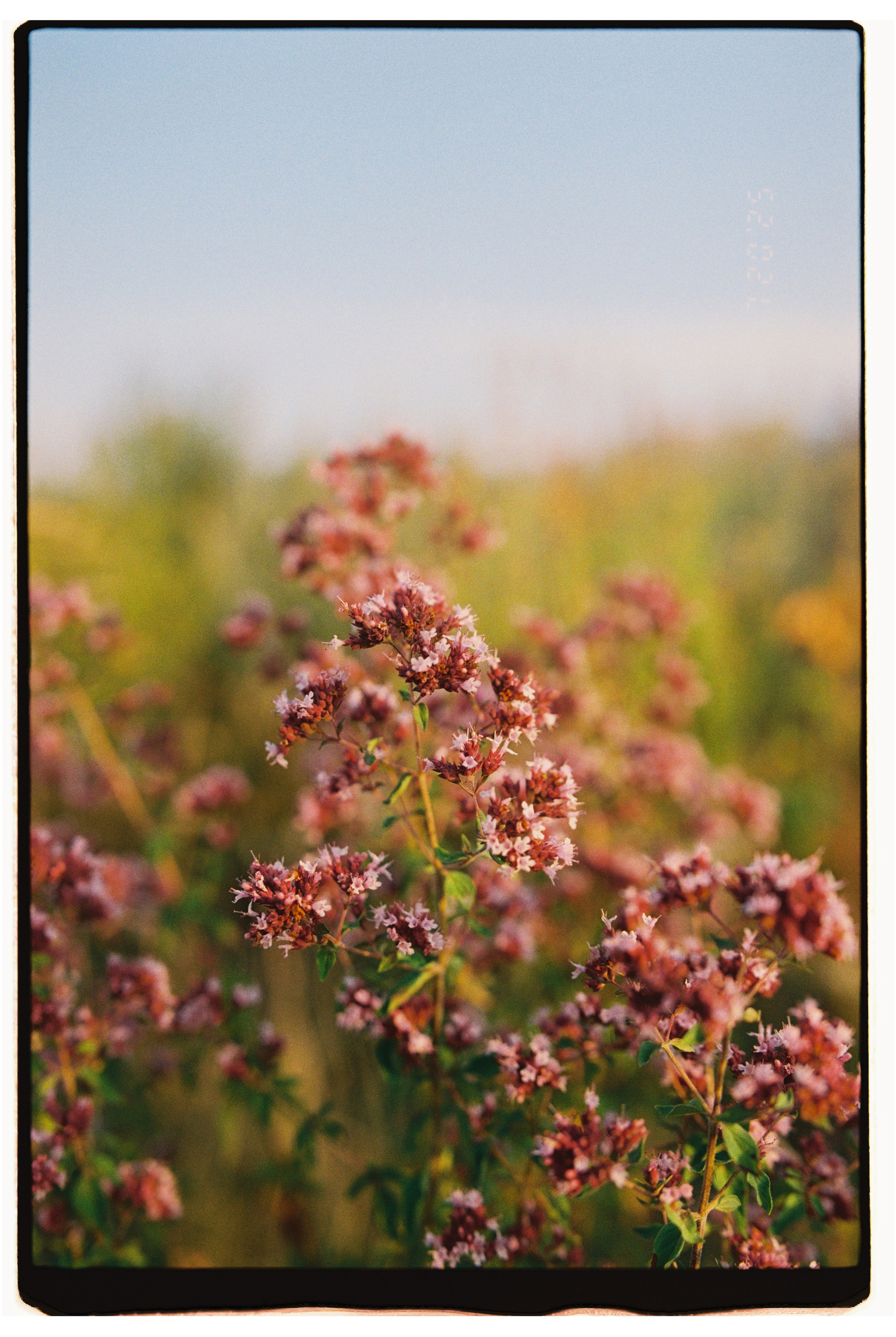 2025 — Путешествия на плёнку. Фотограф в Алматы — Алексей Коньков | Репортаж, свадьбы, портреты