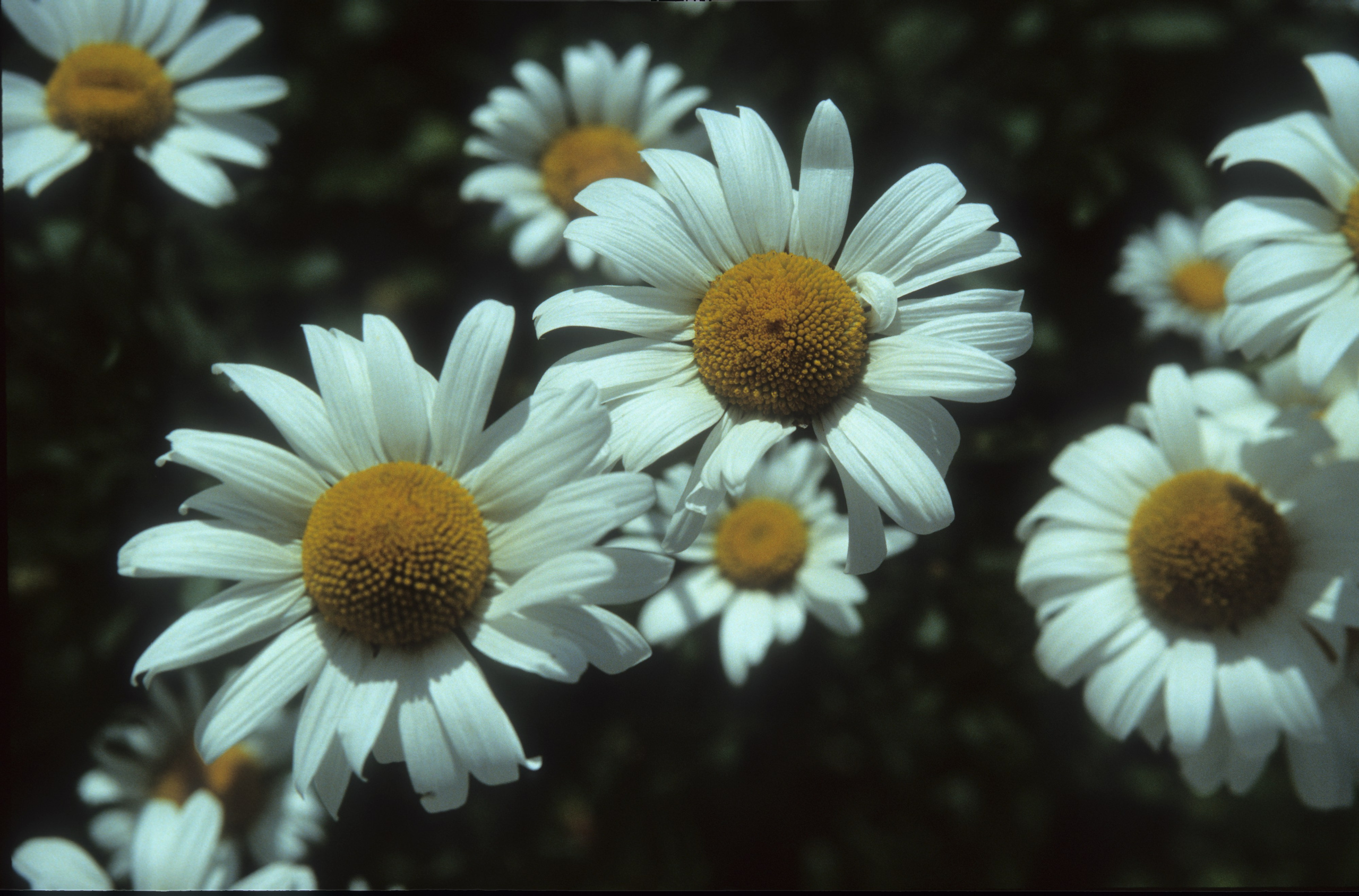 Лето в городе. Фотограф в Санкт-Петербурге Березовский Даниил