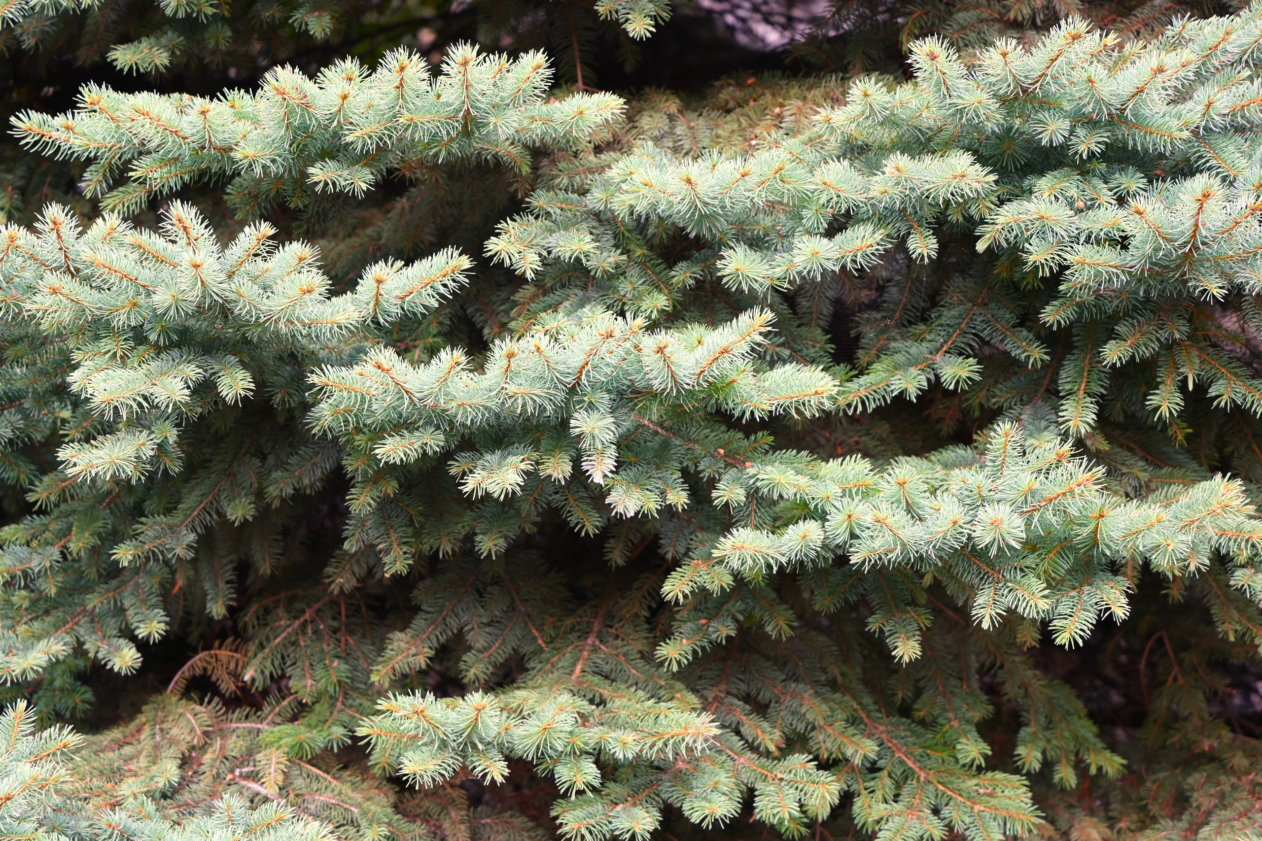 Ставрополец — Оздоровительный пансионат | с. Широкая Балка г. Новороссийск