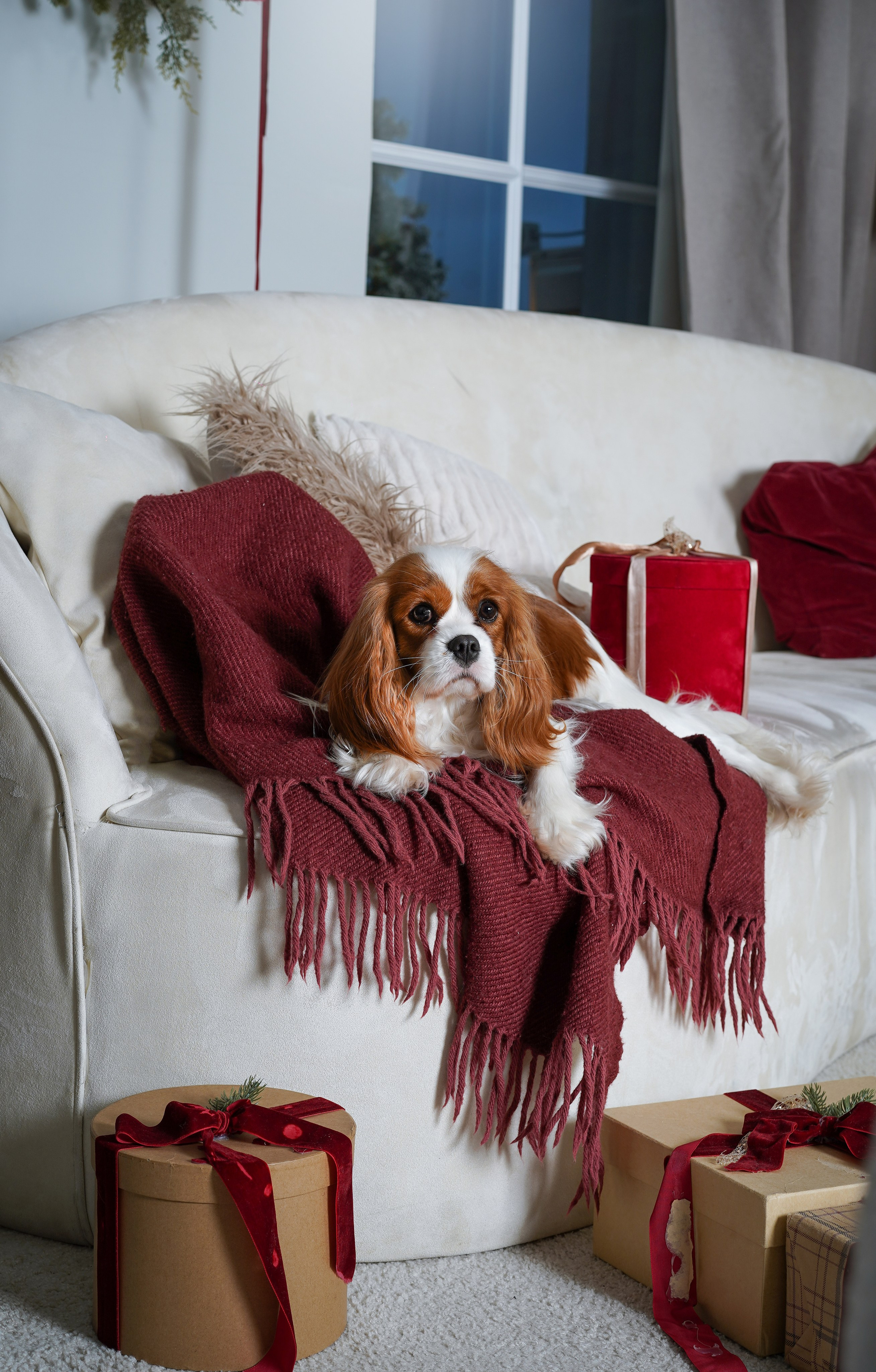 Катя и кавалерчики. Фотограф-анималист в Санкт-Петербурге Яна Мартынова