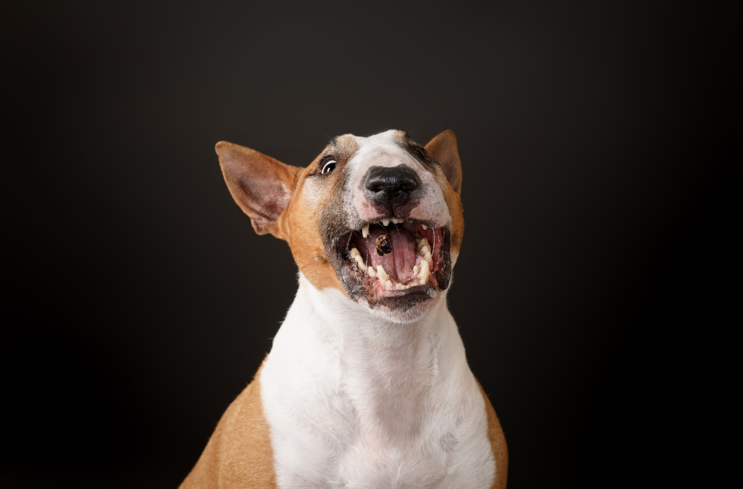 Юни и Панда. Фотограф-анималист в Санкт-Петербурге Яна Мартынова