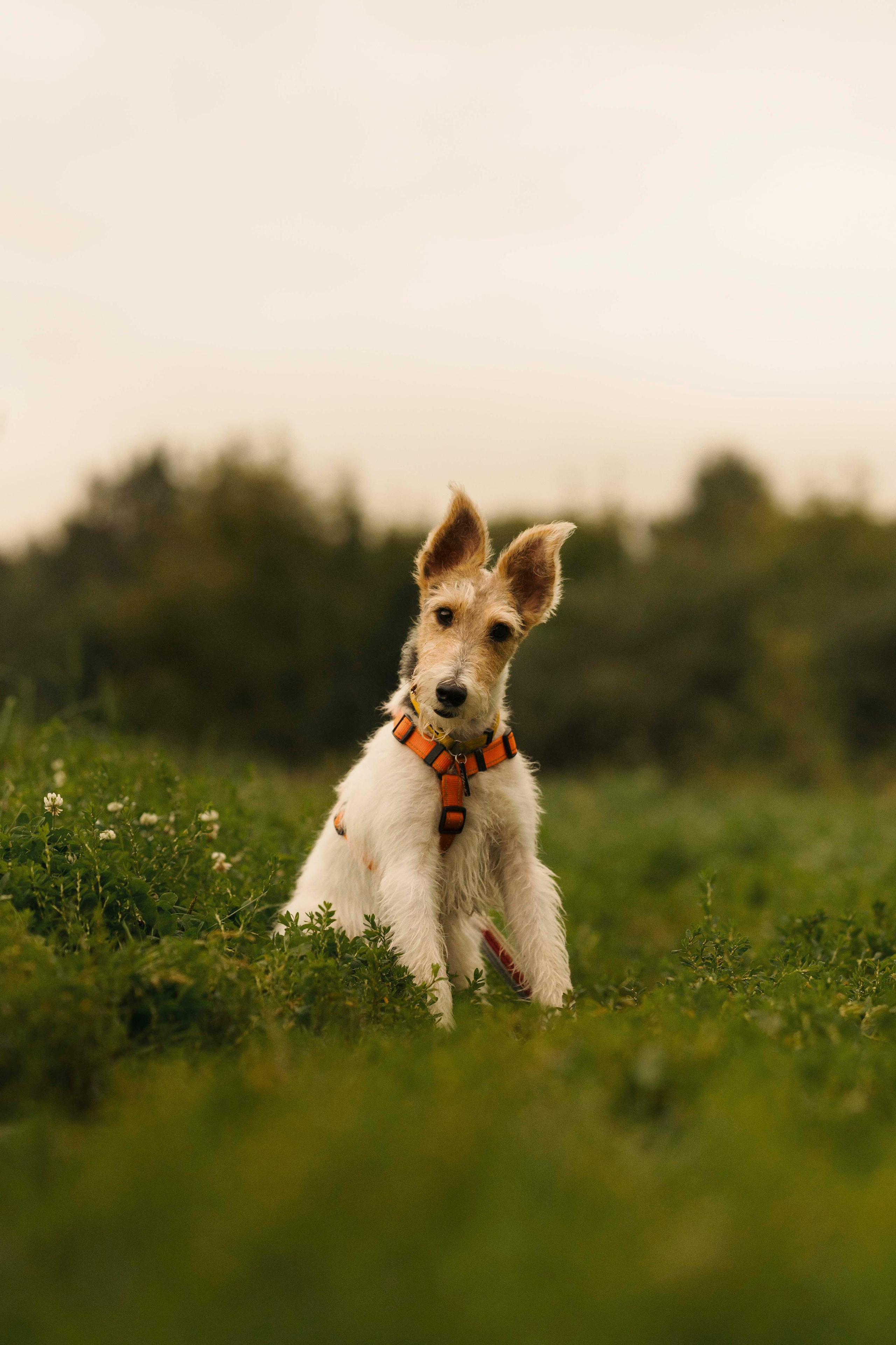 Мартин. Фотограф- анималист Александра Матвеева