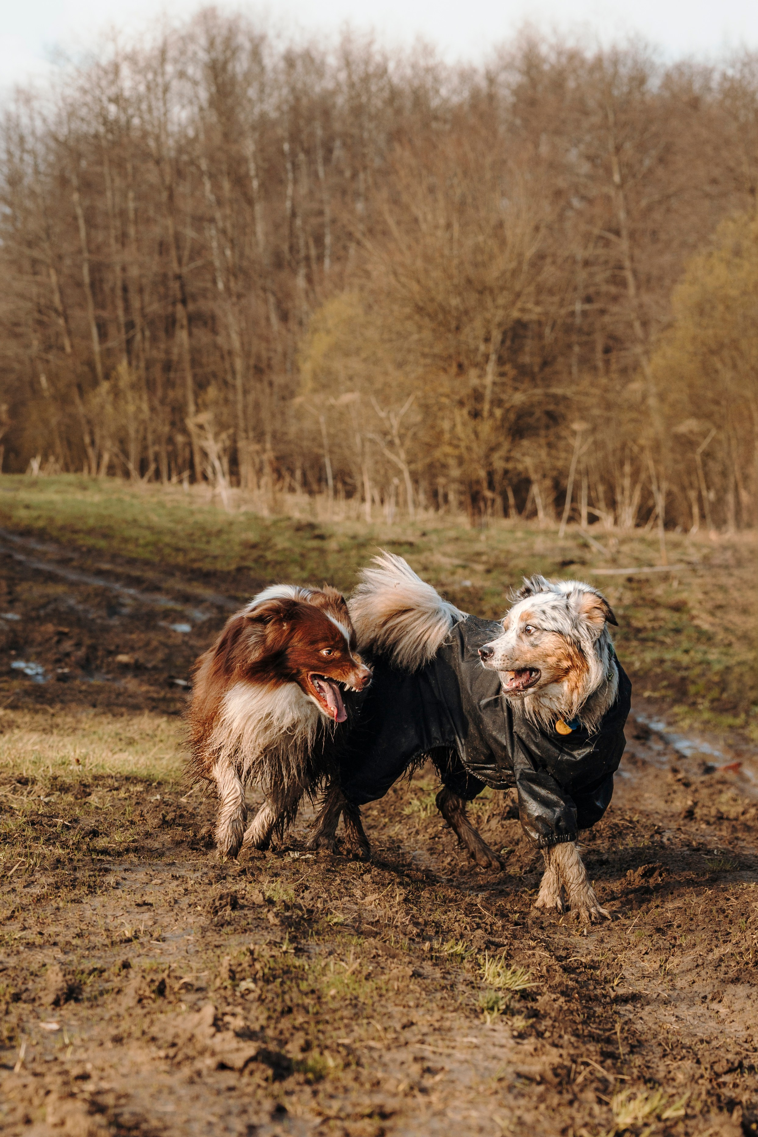 Смена в «DogCamp». Анастасия Белаш