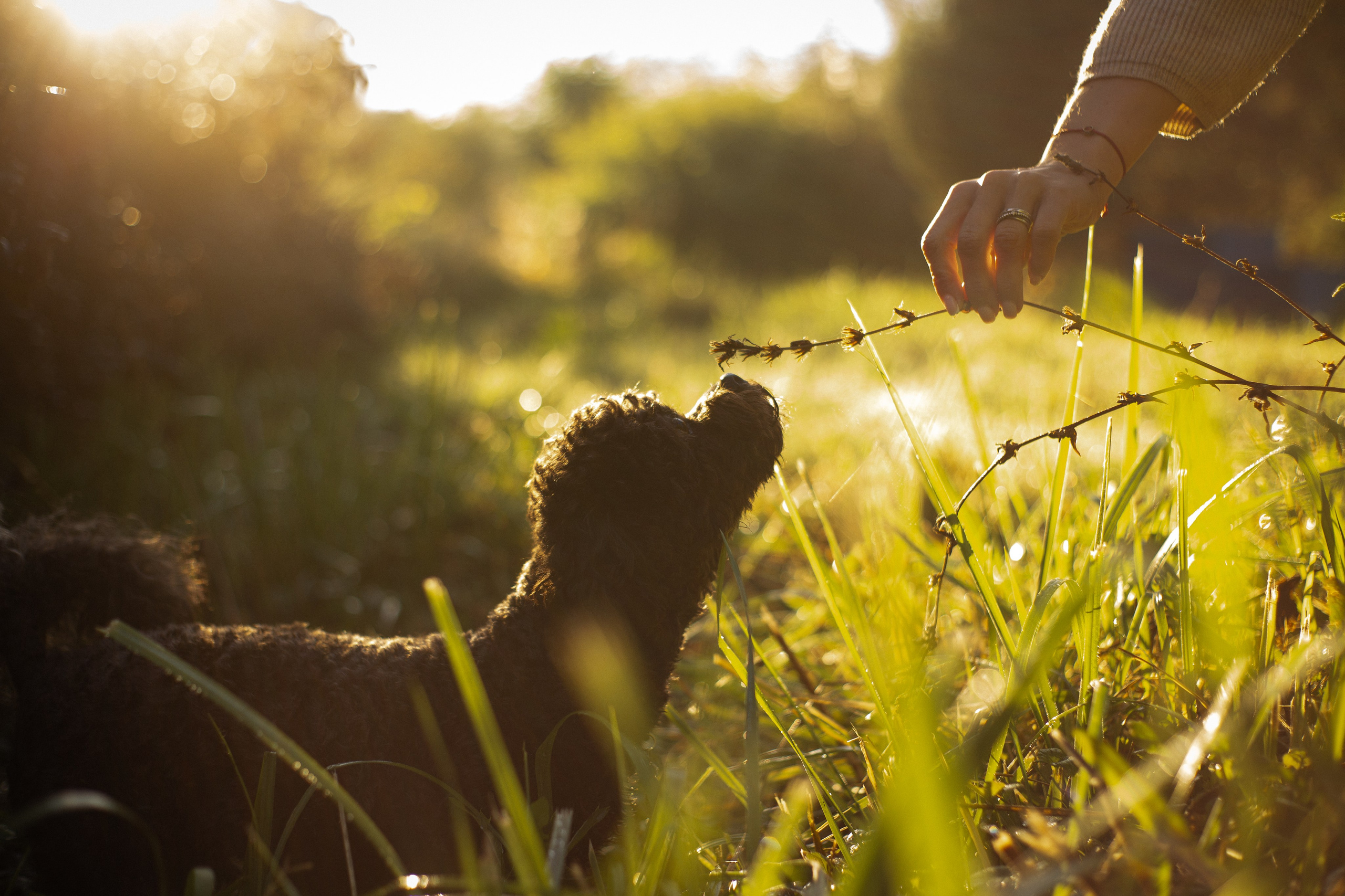 Анна и Бруно. Фотограф-анималист Мария Баркевич | Москва