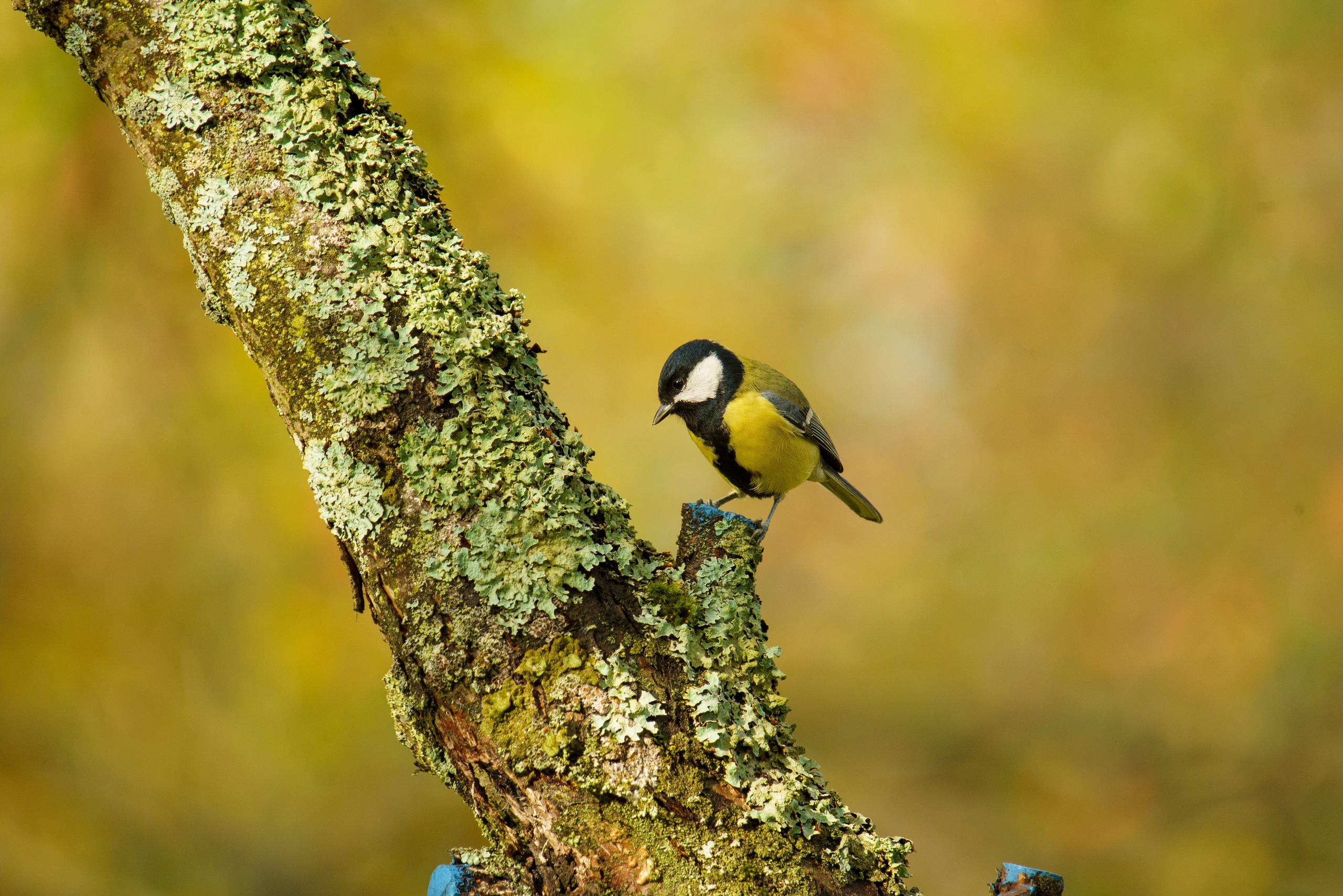 Animals — Животные