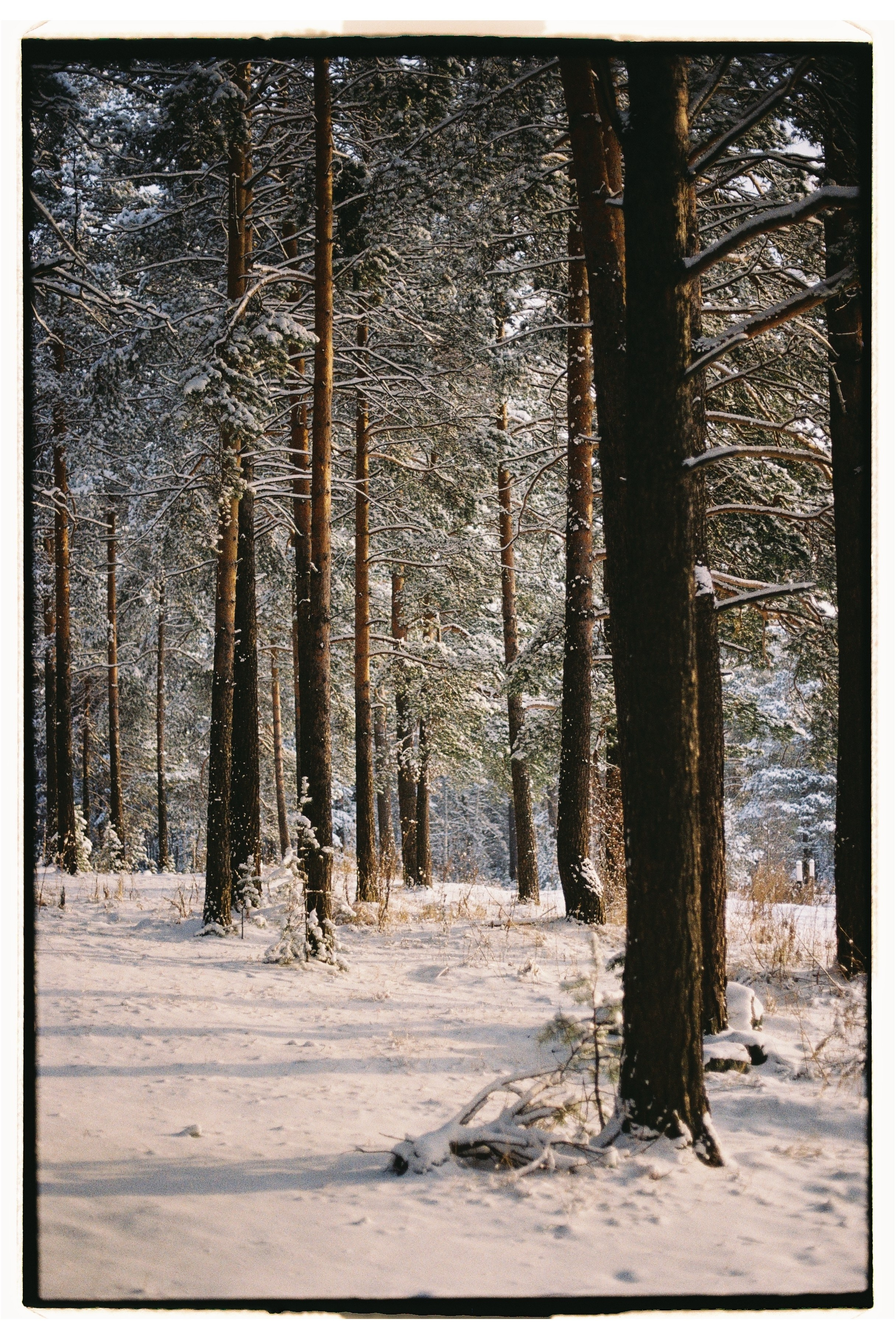 Пленка. Семейный свадебный фотограф Семен Егоров