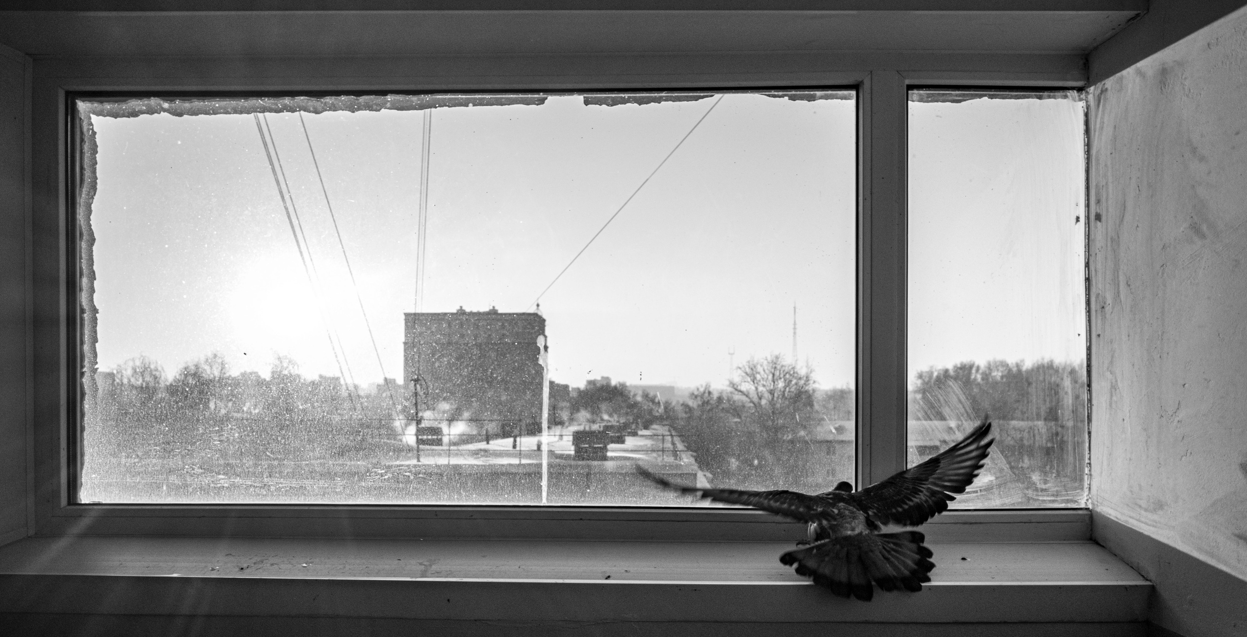 Feathers Against Concrete. StepanGerasimov