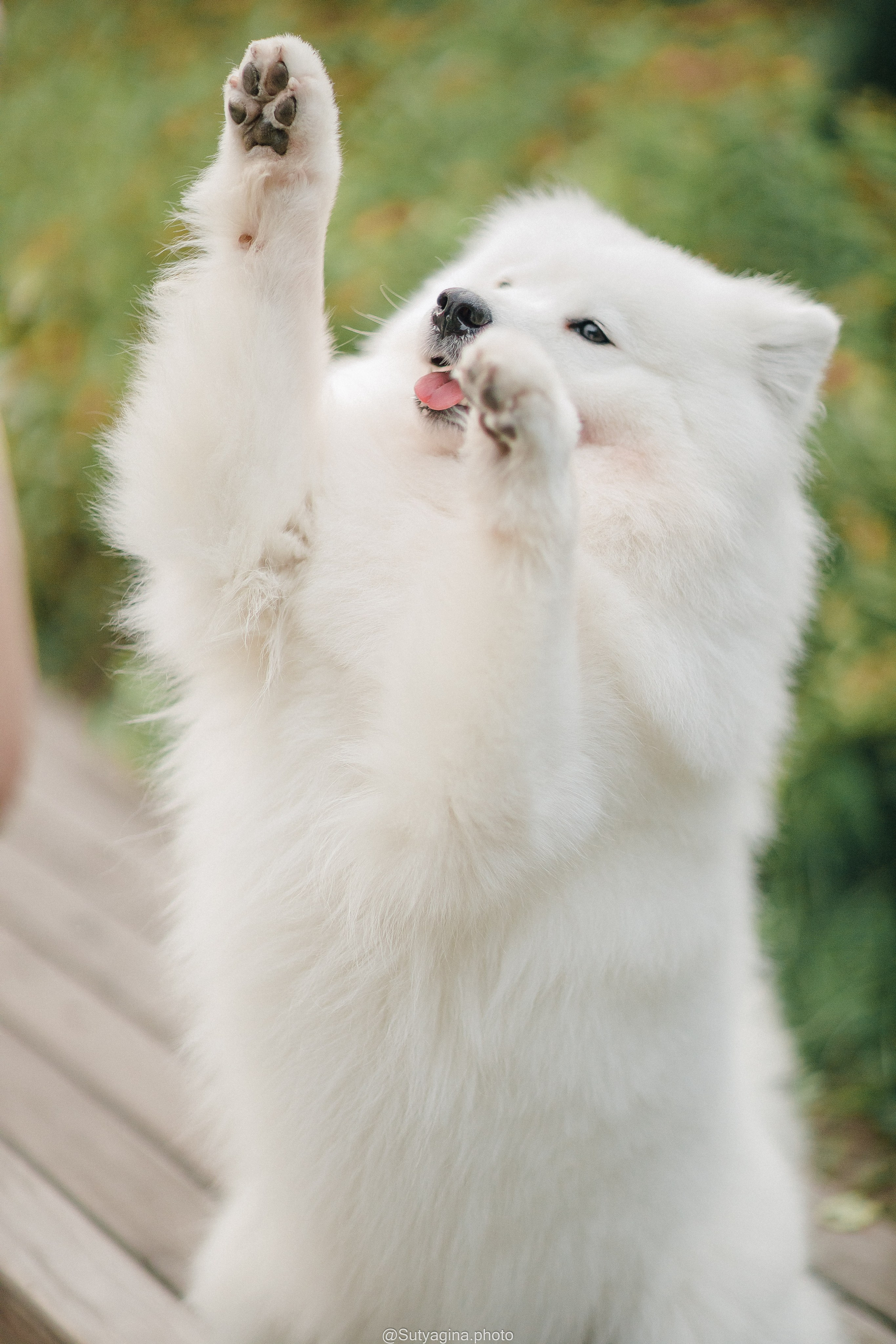 Самоед Рея. Свадебный и женский фотограф