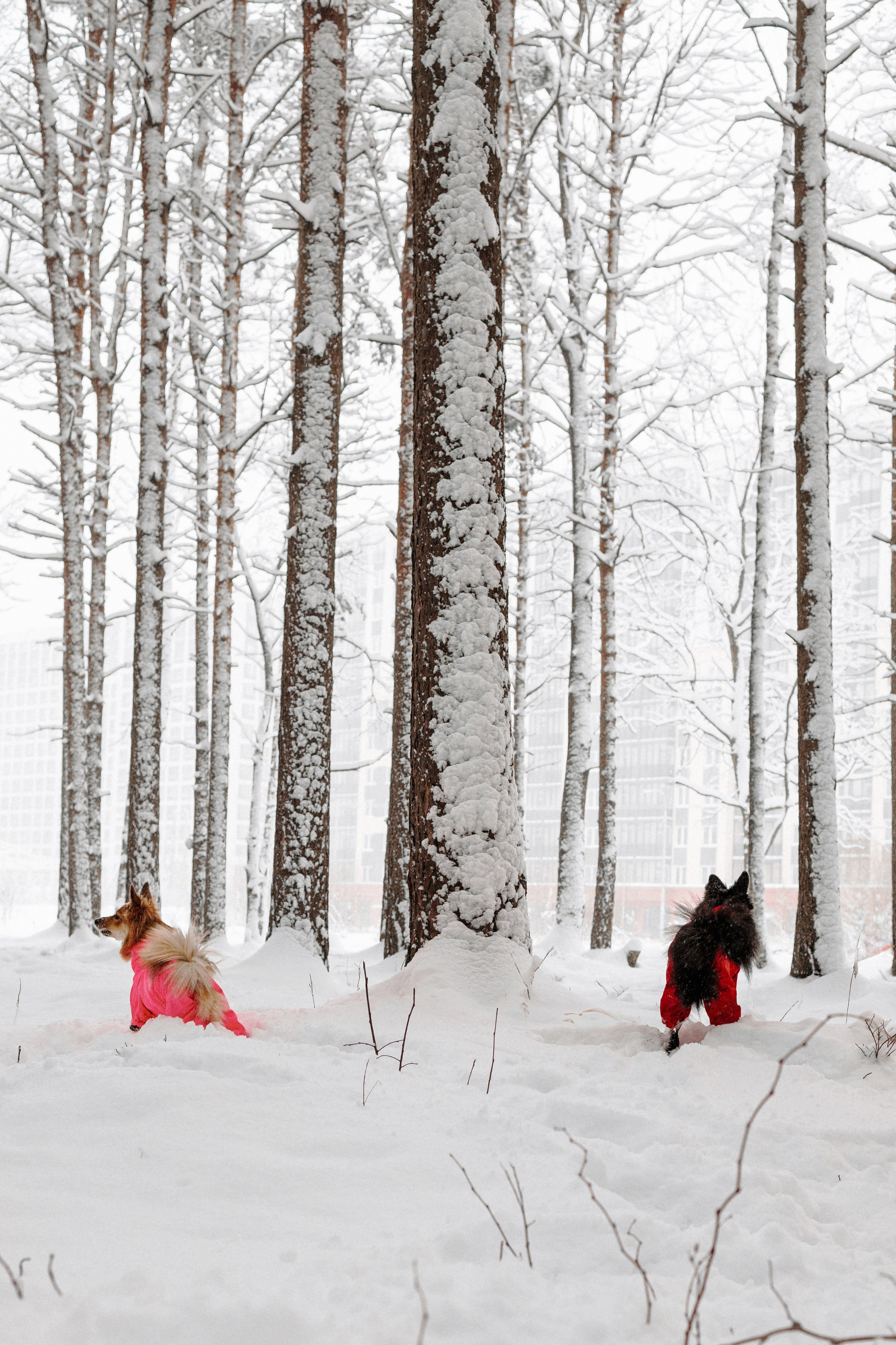 Сестры. Фотограф в Санкт-Петербурге Алёна Губинская
