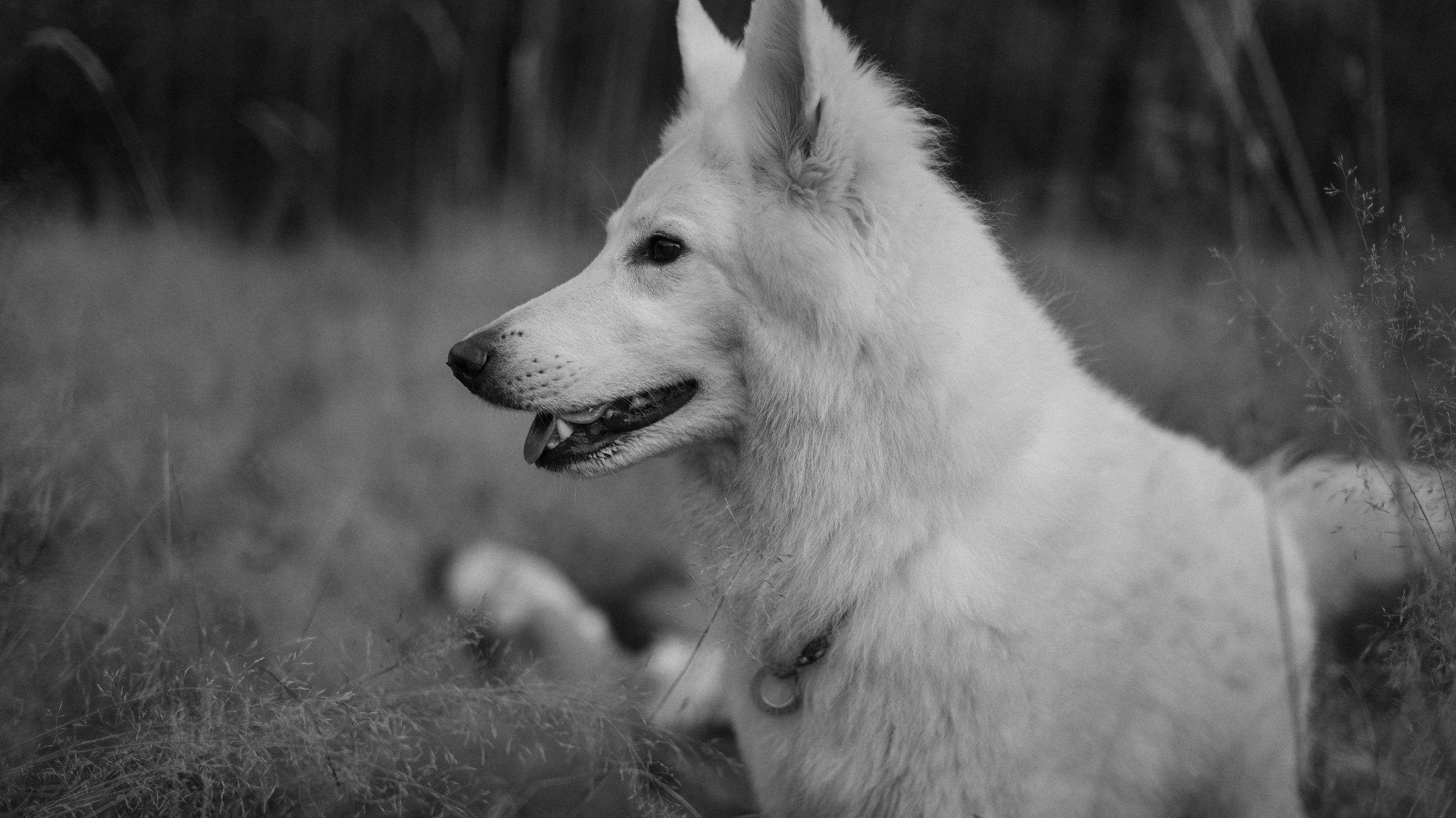 Вика и Уля. Фотограф-анималист Богданова Полина