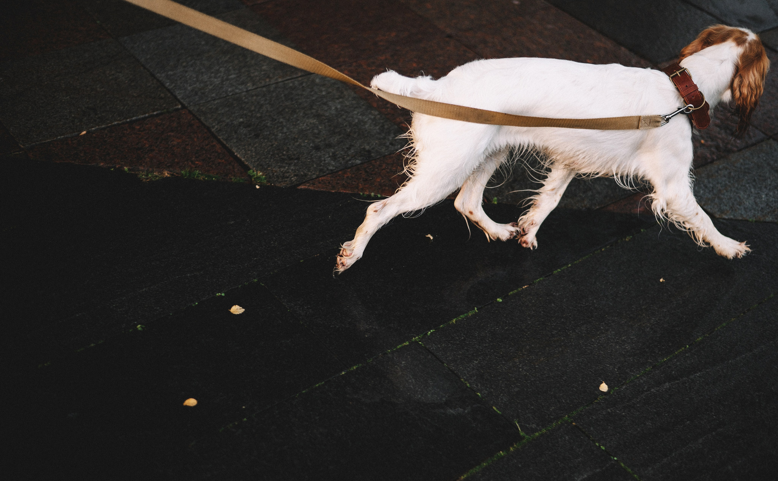 Маша и Вега. Фотограф-анималист Богданова Полина