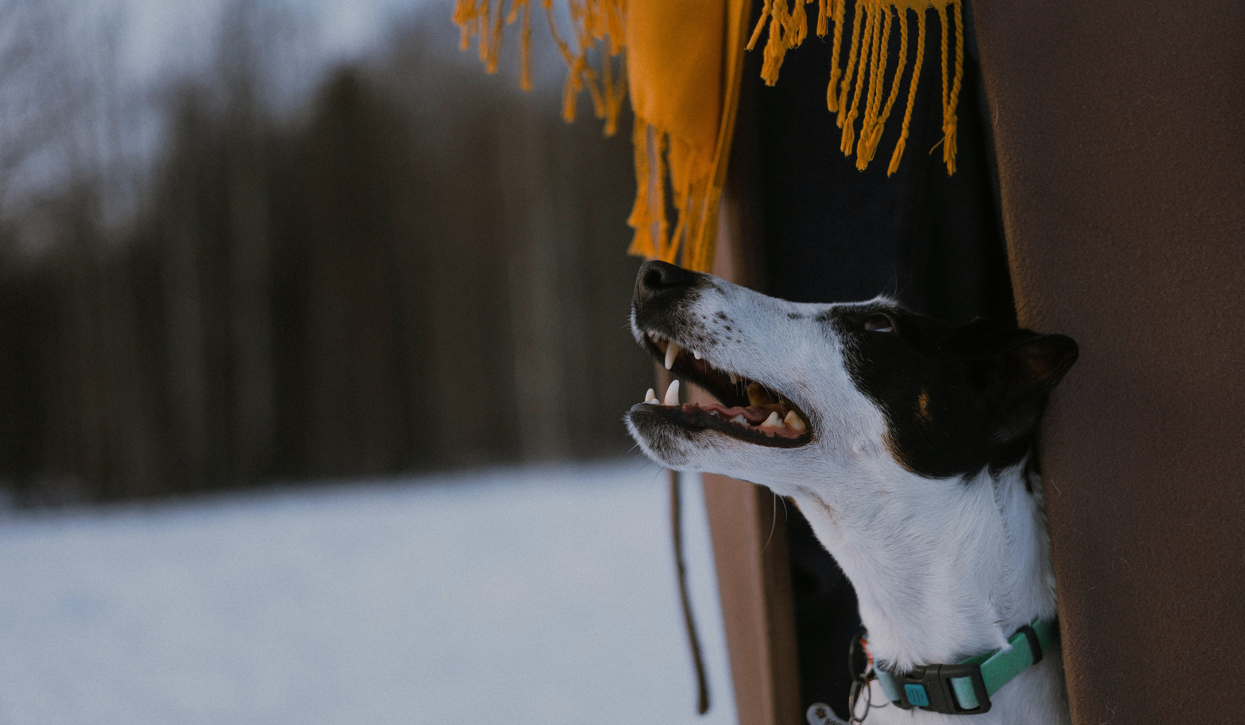 Ольга и Сэм. Фотограф-анималист Богданова Полина
