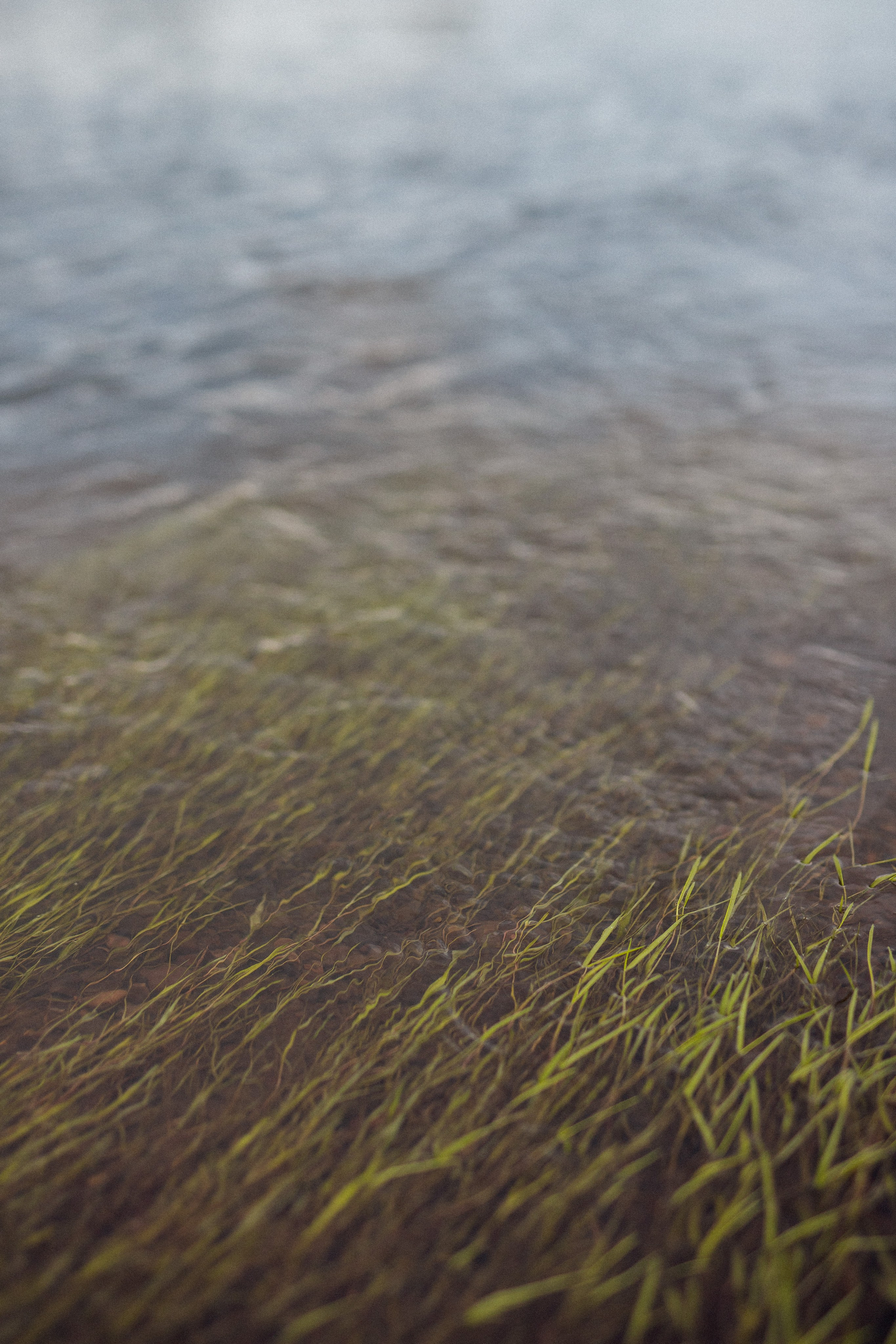 Лилия. Фотограф Анастасия Петрова