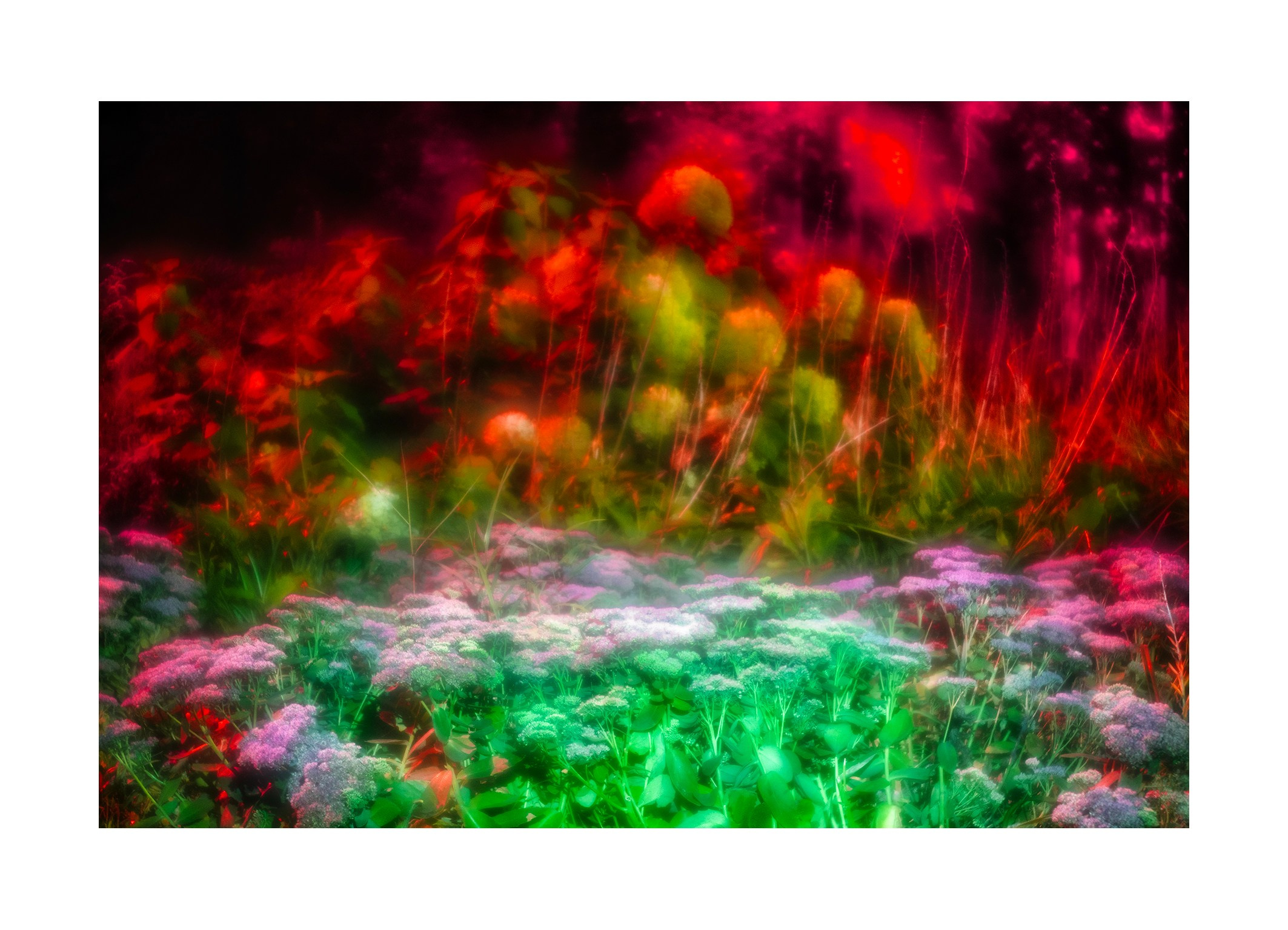 Night flowers. Vasiliy Riabovol — Fine Art Photographer | Time, Space, and Silence