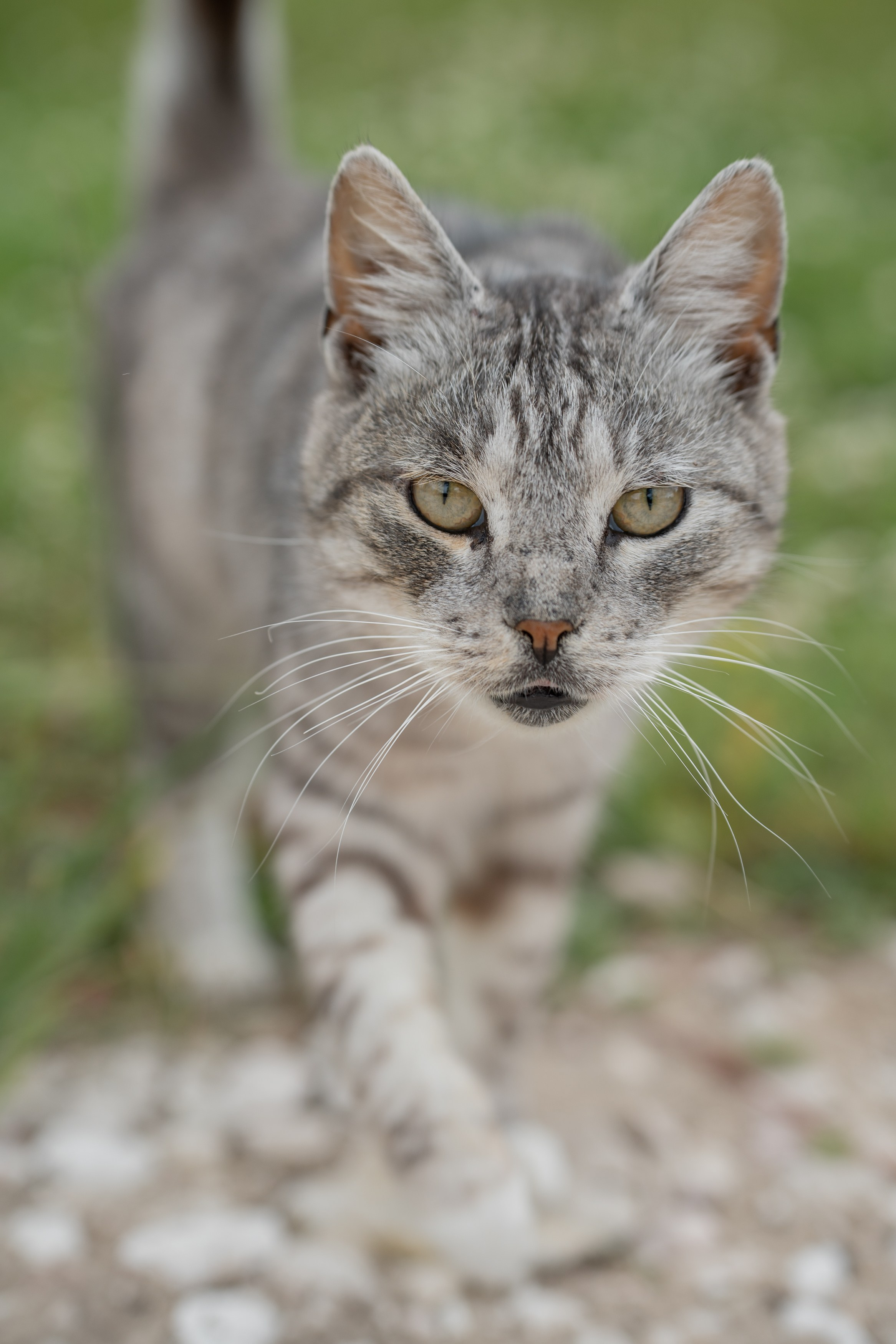 Анимализм. Портретный фотограф Олеся Владимирова в Москве