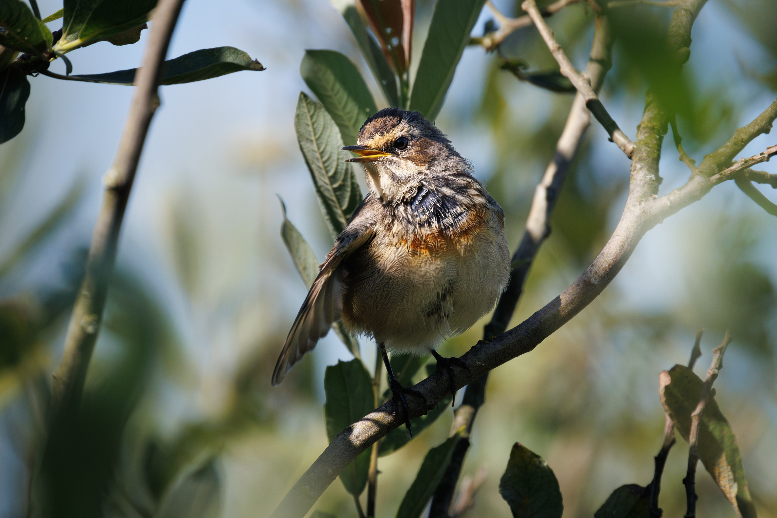 Птицы Москворецкого пойменного заказника. Птицы парков г. Люберцы