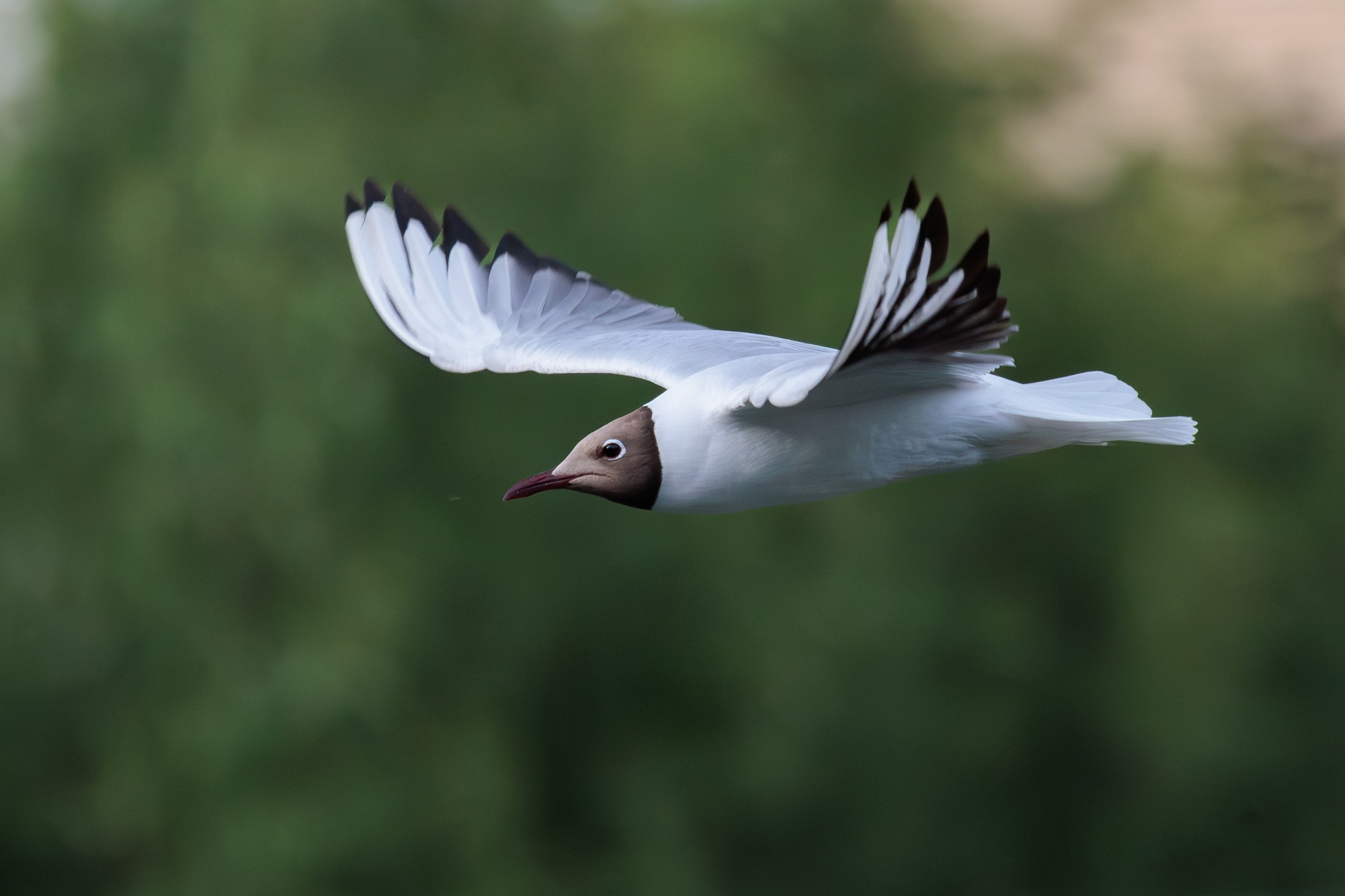 Озерная чайка в полете на фоне листвы, г. Люберцы. Снято на Canon EOS R8, RF 600 mm f11.