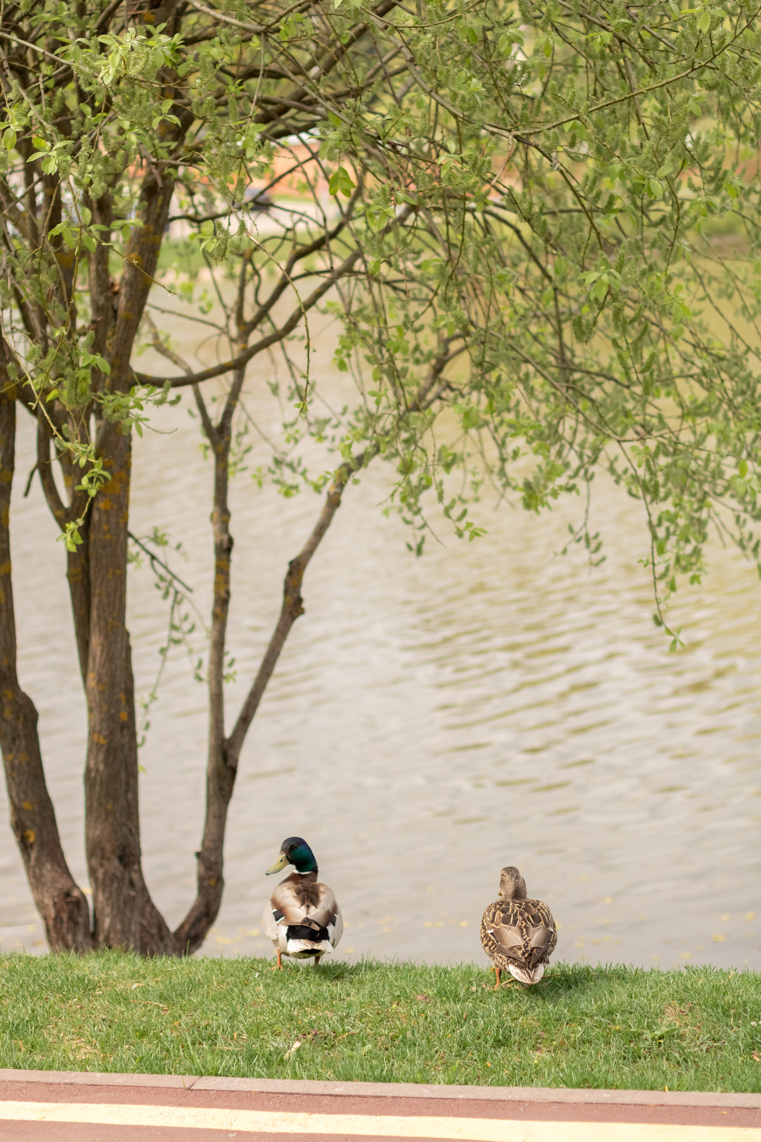 Валерия. Фотограф Кристина Голубева г. Сергиев Посад